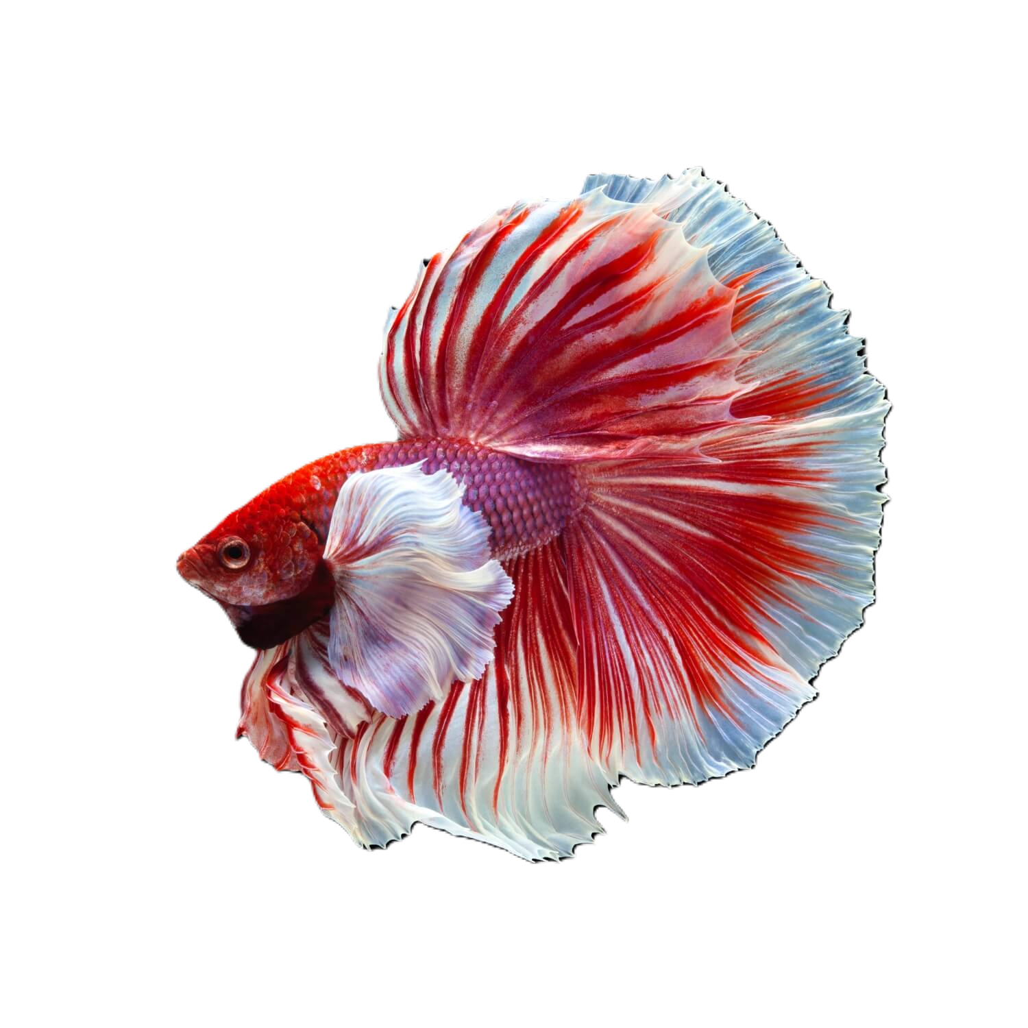 Dumbo Halfmoon Betta Fish, Male, Large