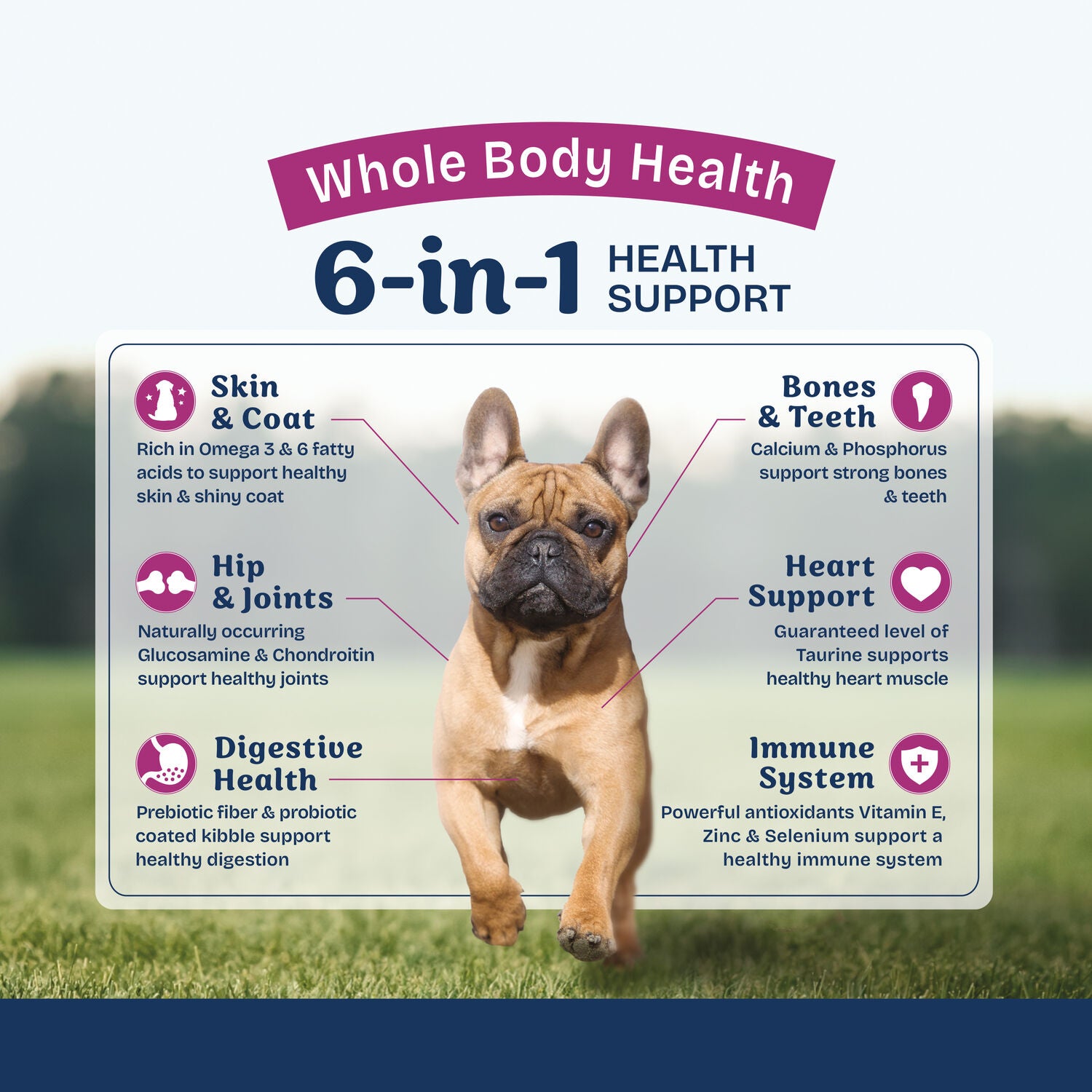 Natural Balance Health Protection Small Breed Dry Dog Food, Chicken, Brown Rice & Pumpkin Recipe, 4-Lbs.