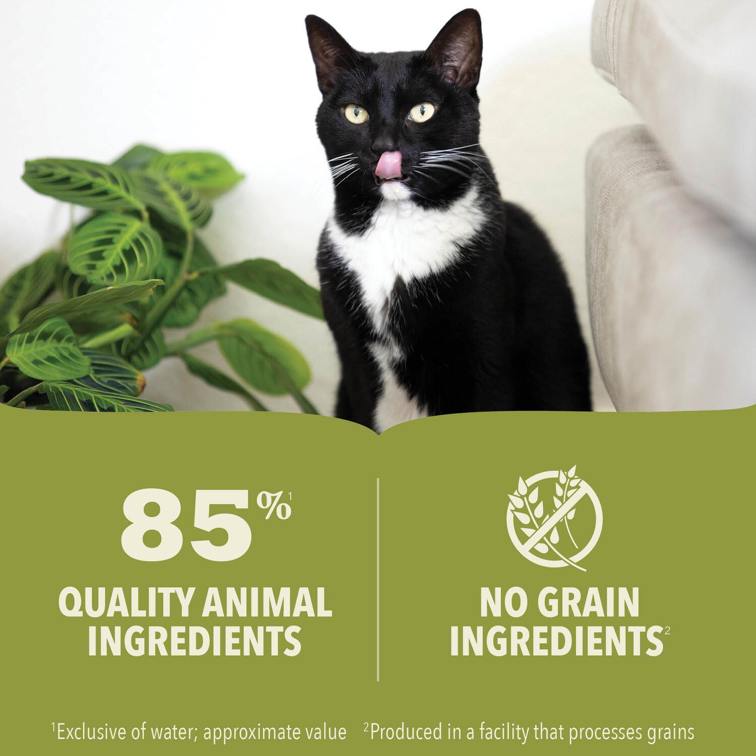Acana Premium Pate Tuna And Chicken In Bone Broth Recipe Wet Cat Food, 3-Oz Pack Of 24