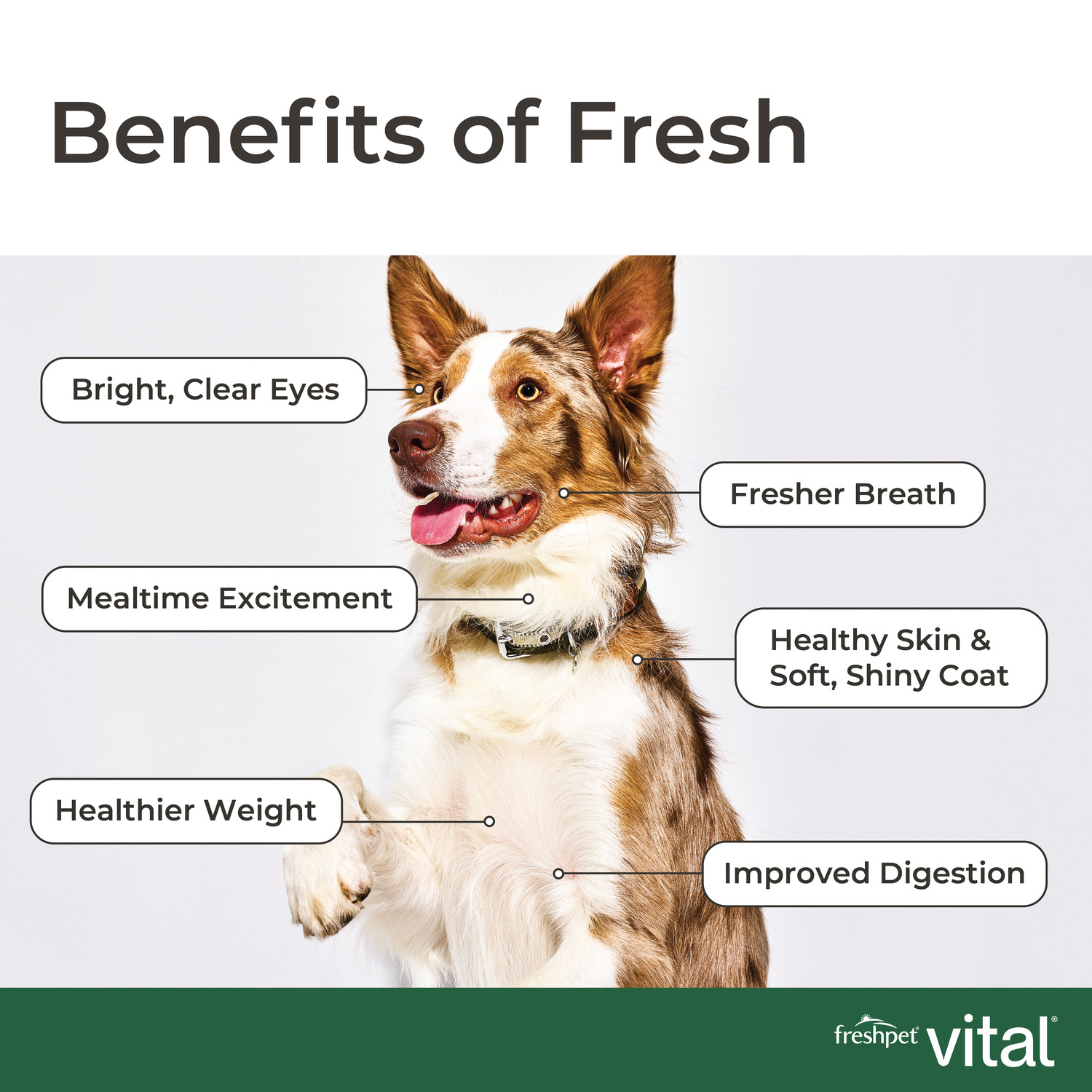 Freshpet Vital Clean Nutrition Fresh Dog Food, Chicken Recipe,  6-Lb Roll