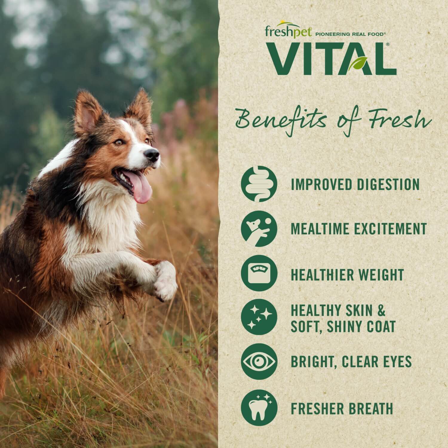 Freshpet Vital Grain Free Fresh Dog Food, Beef & Lamb Recipe