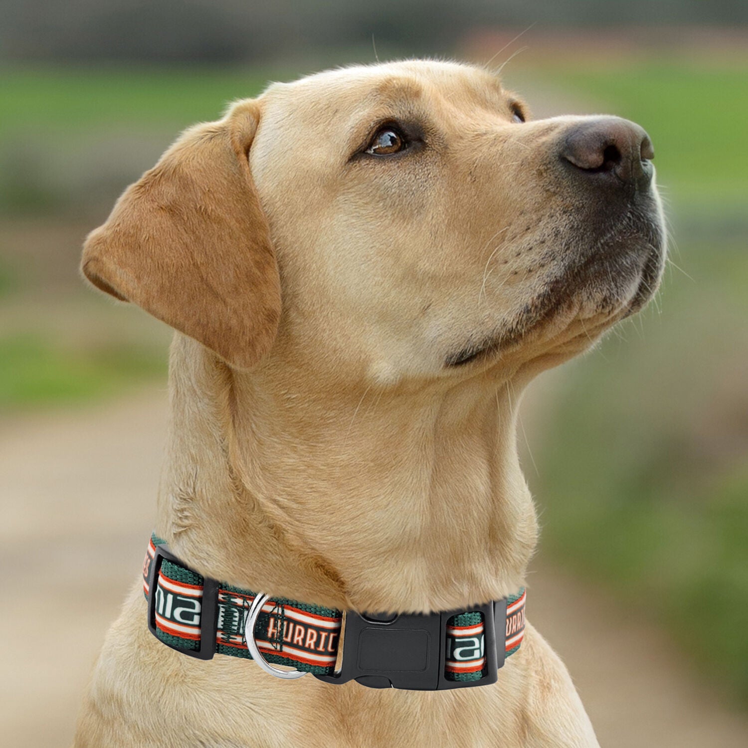 Pets First Ncaa Licensed University Of Miami Hurricanes Satin Dog Collar, Medium