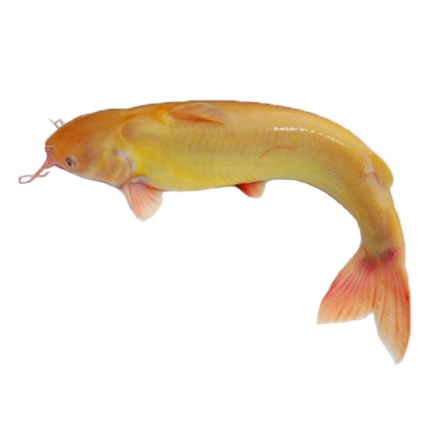 Sun Catfish Regular