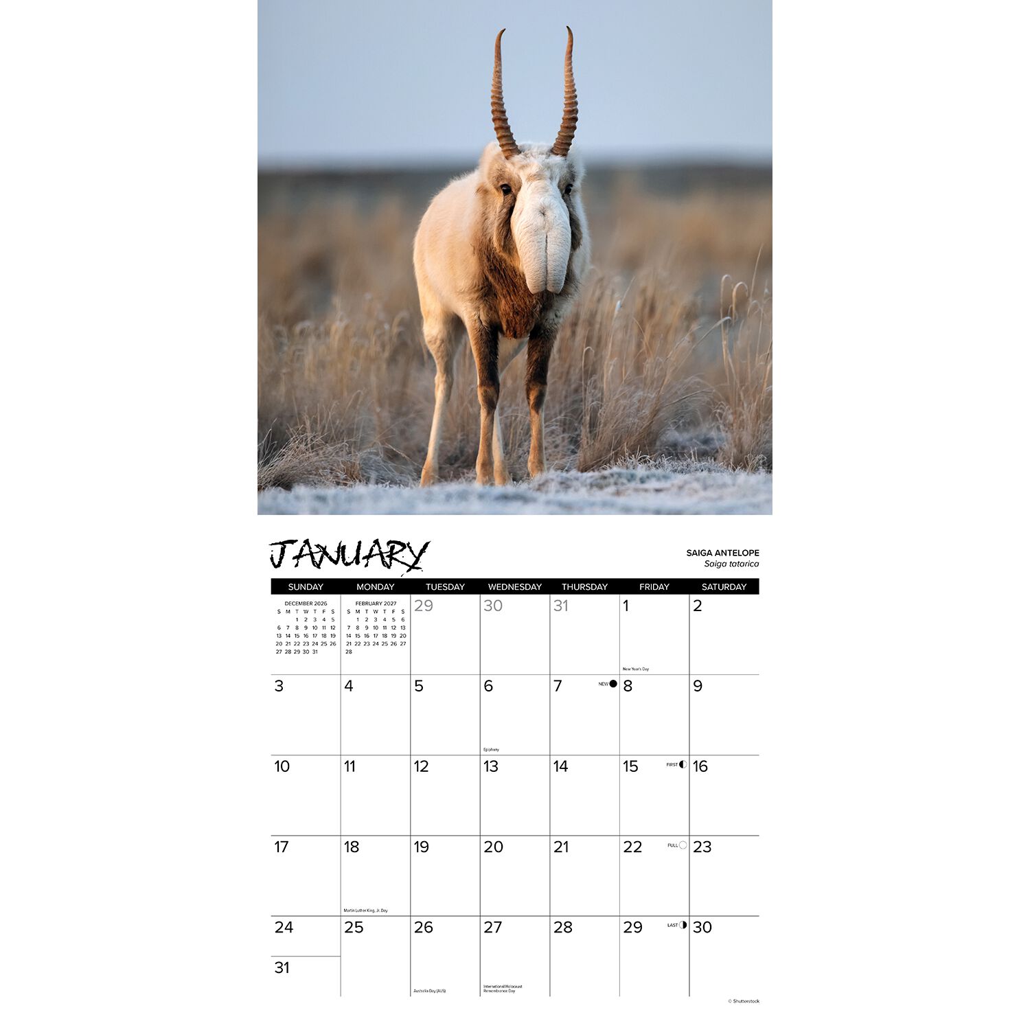 Willow Creek Press Exotic Animals  12" X 12" Wall Calendar
