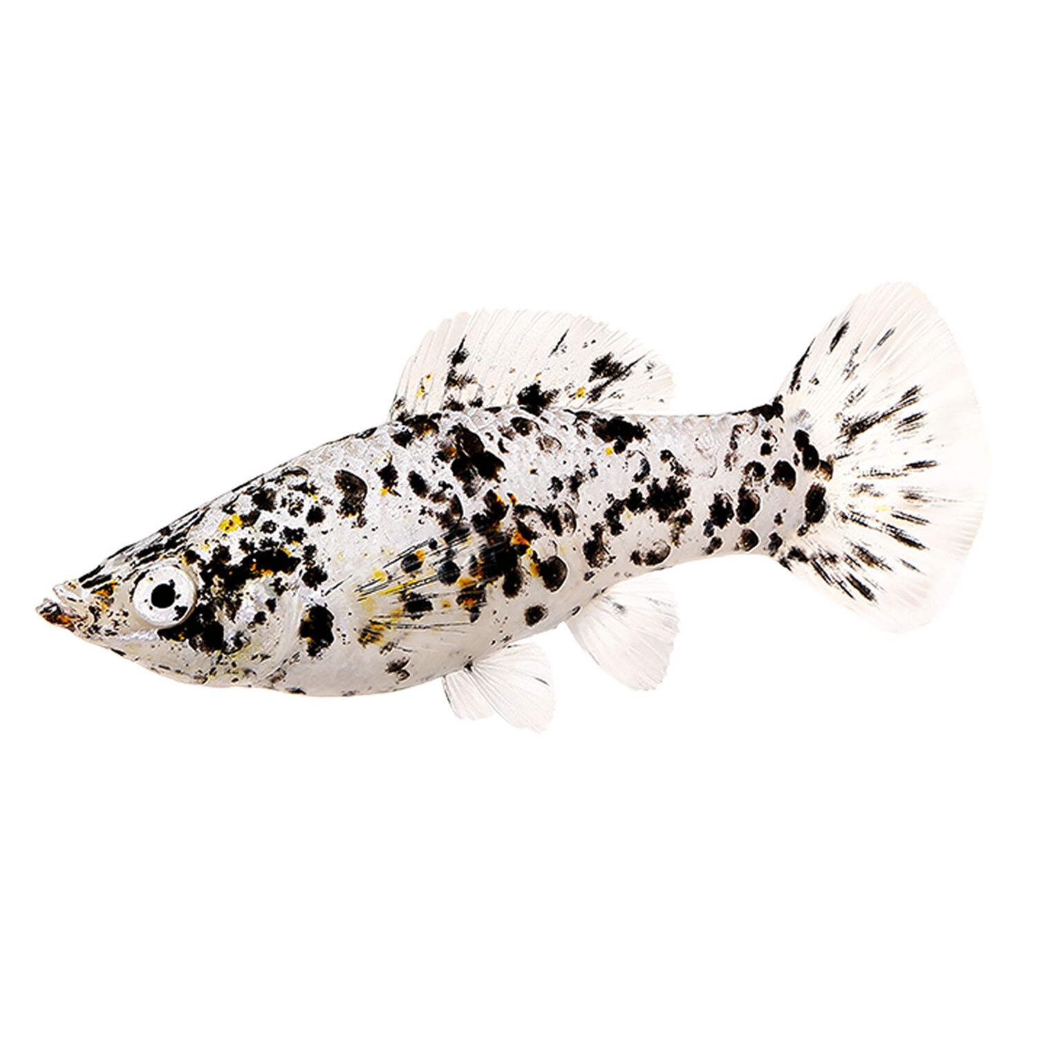 Dalmatian Molly - Regular
