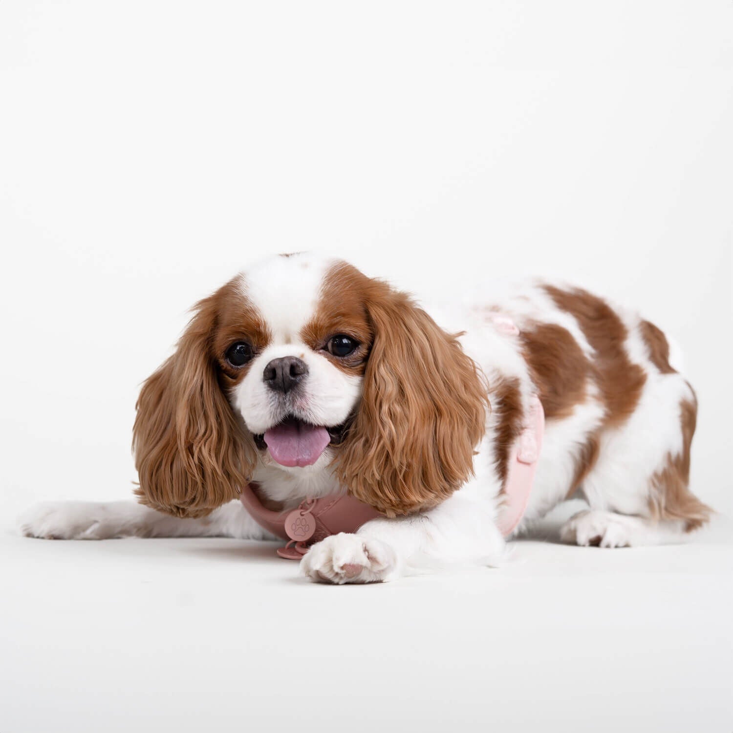 Gap Pink Paw Charm Dog Harness