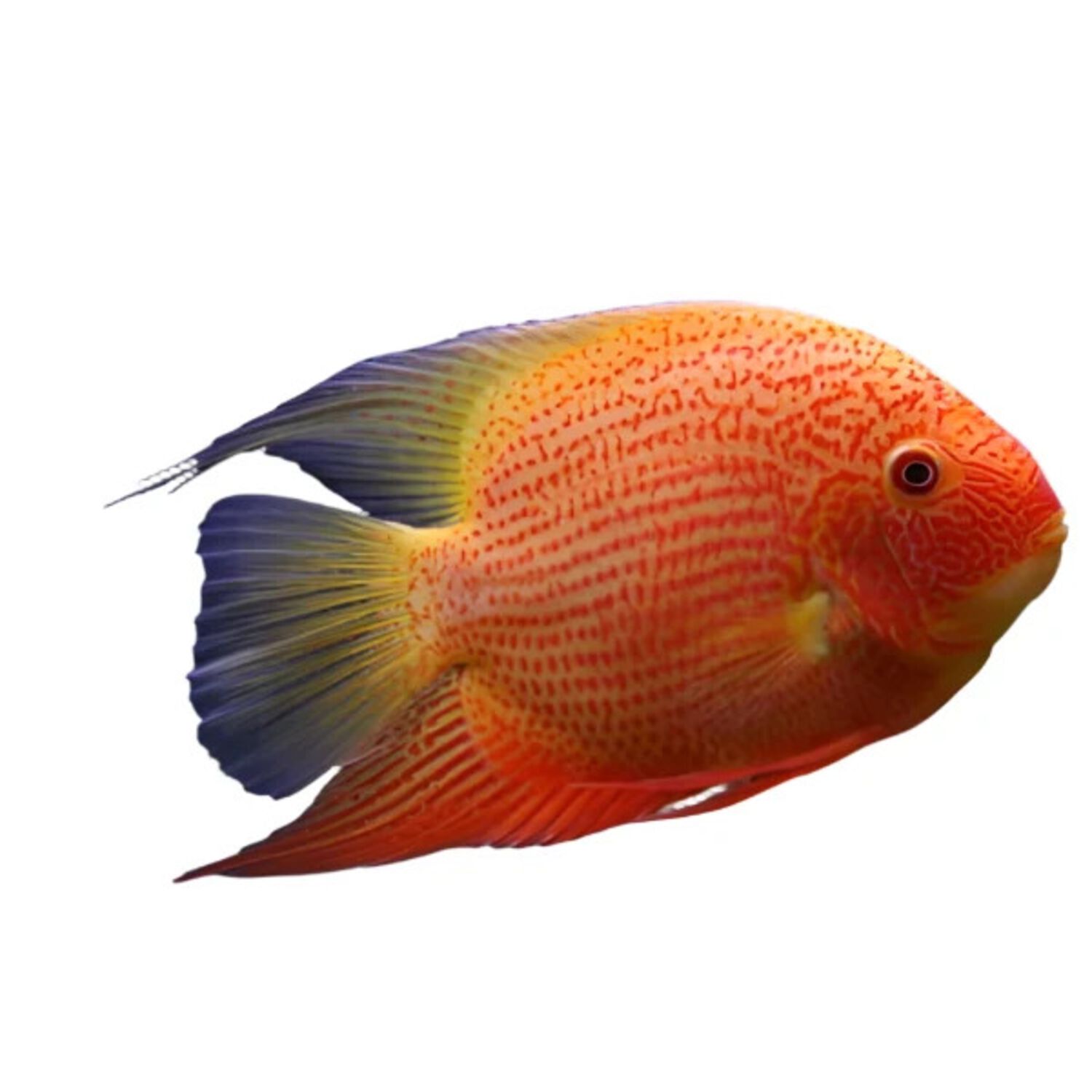 Red Chromide Cichlid Regular