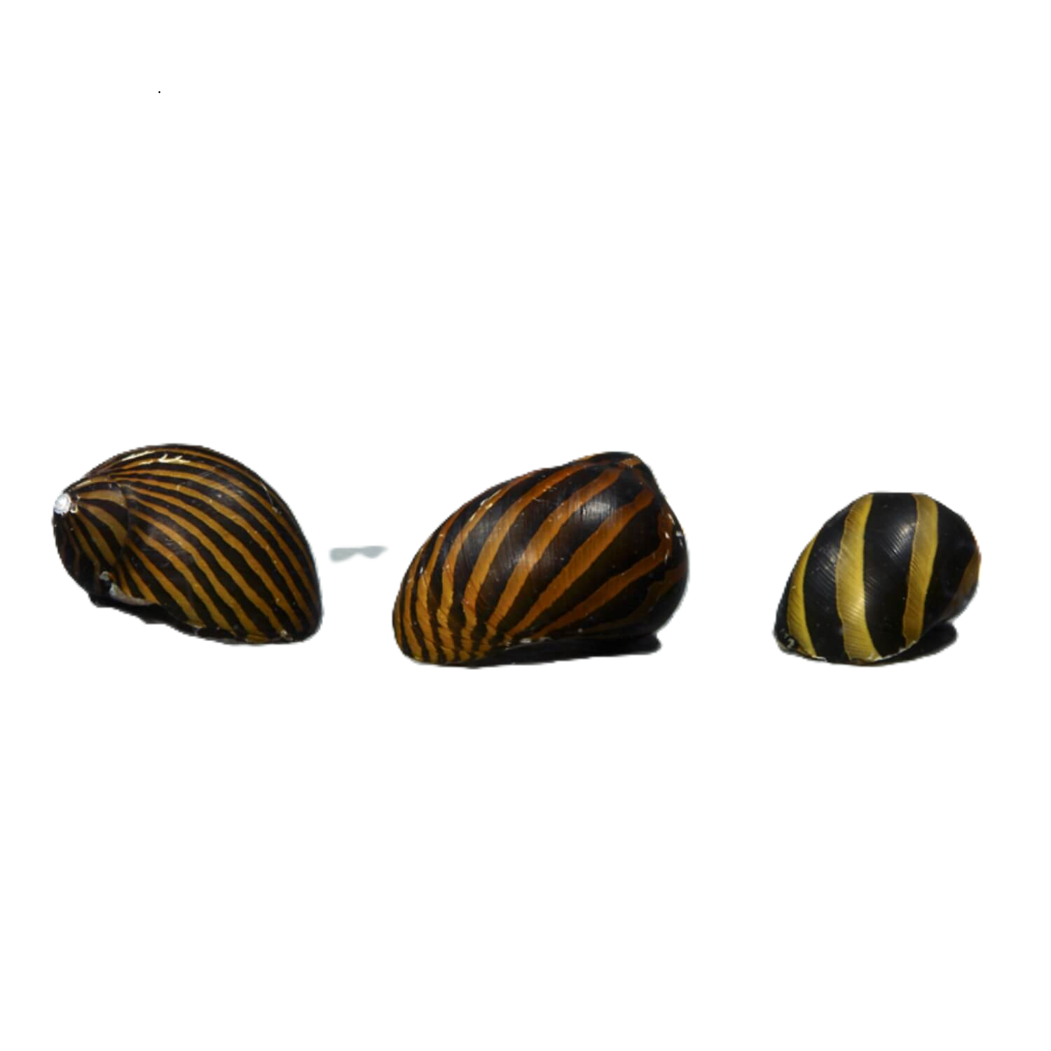 Zebra Nerite Snail Regular