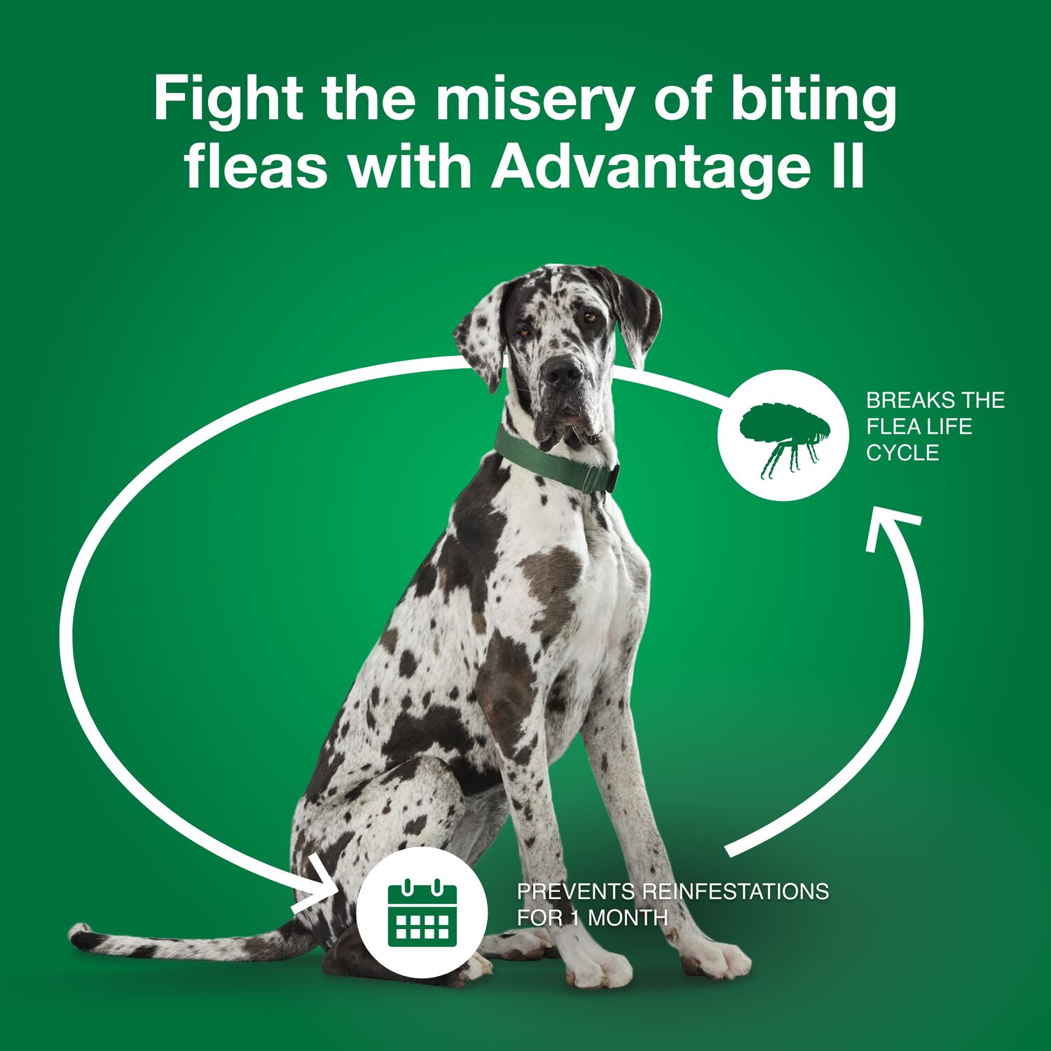 Advantage Ii Flea Treatment & Prevention For Extra Large Dogs, Over 55-Lbs 6-Pack = 6 Months Of Protection