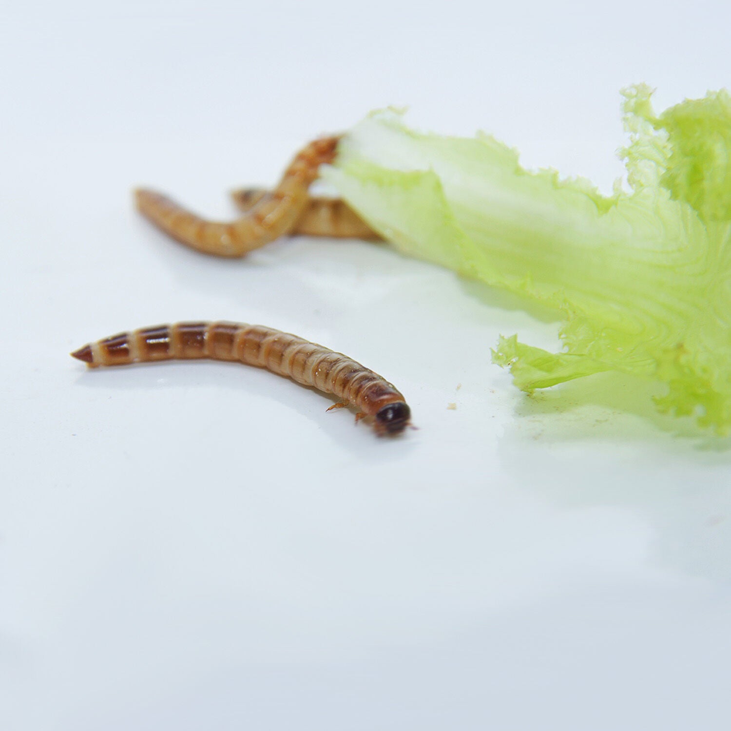 Live Giant Mealworms