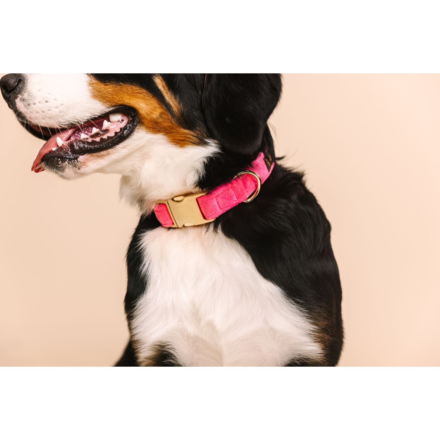 Pink Papyrus Valentina Velvet With Gold Buckle Adjustable Dog Collar, Pink, Large 18-28"