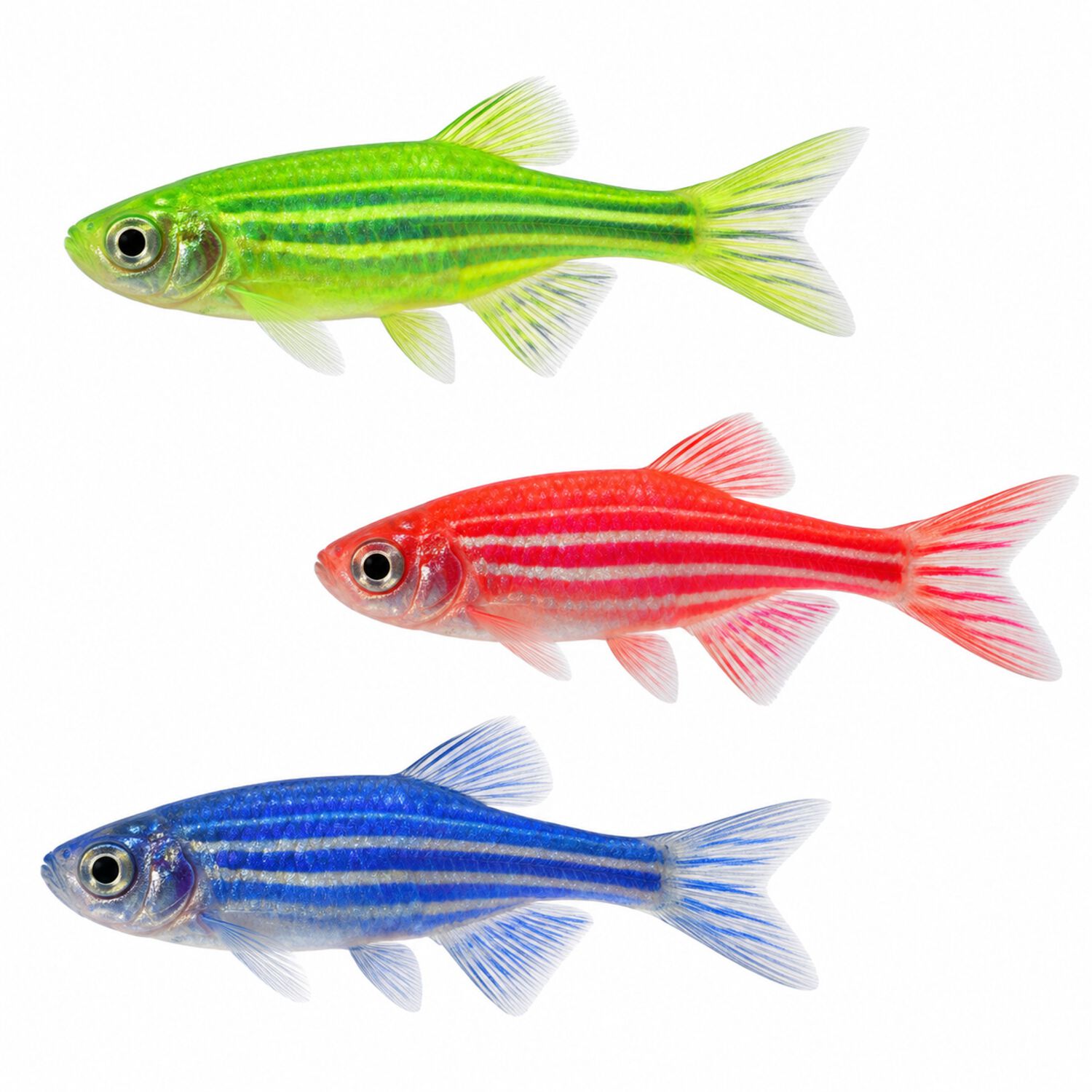 Assorted Glofish&reg; Danio