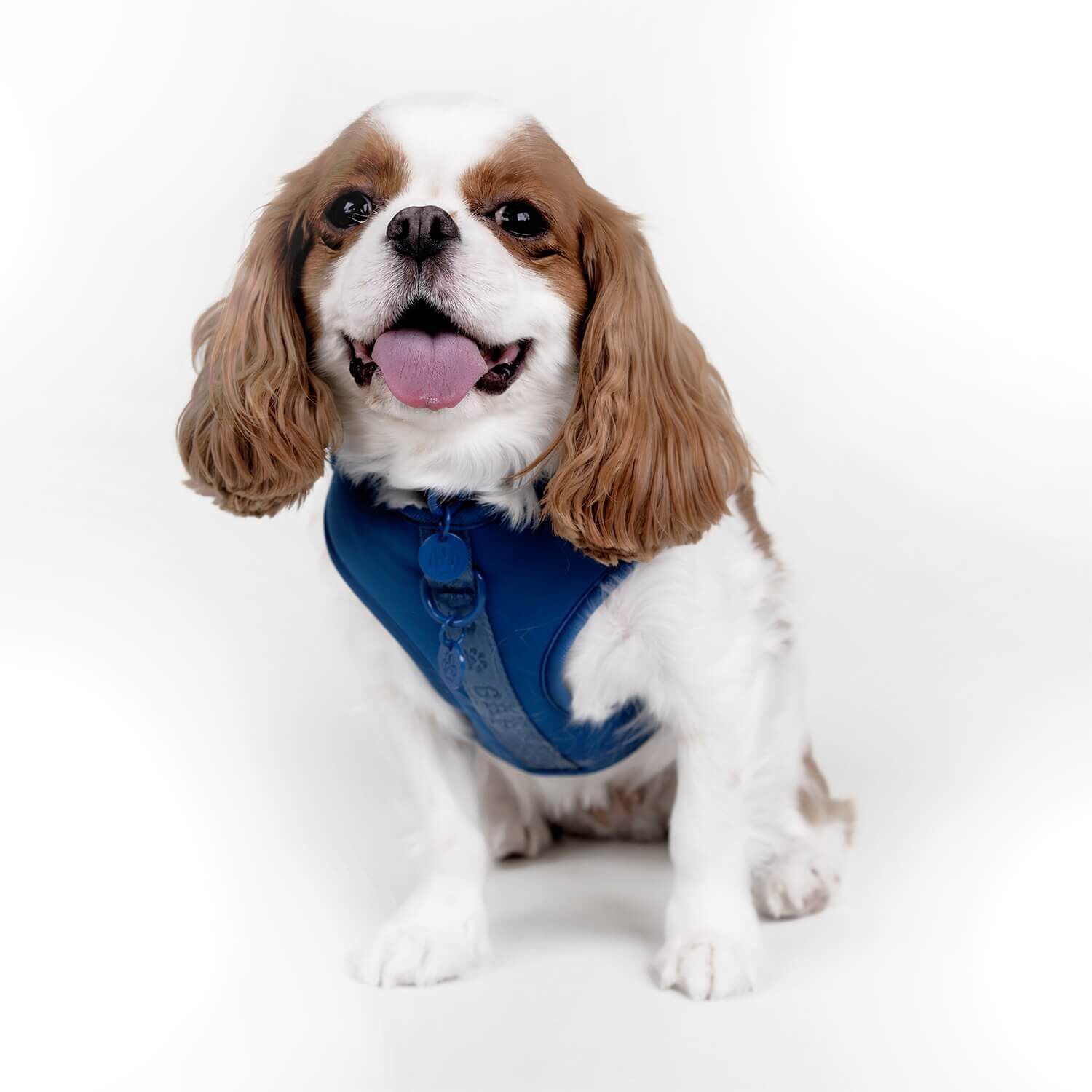 Gap Blue Paw Charm Dog Harness
