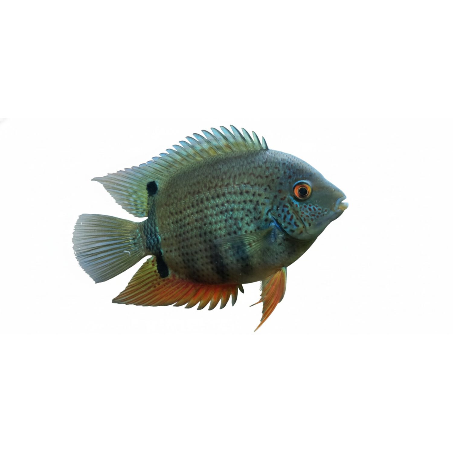 Green Severum Cichlid - Regular