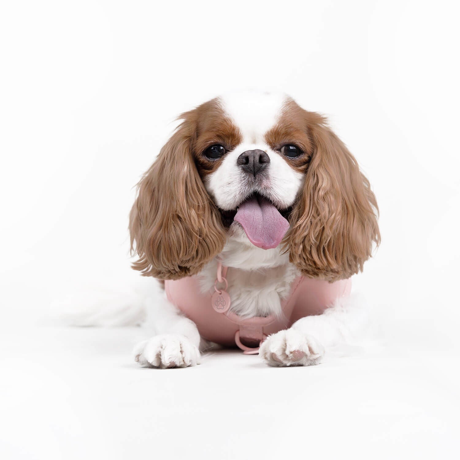 Wisconsin State Dog Carolina American Water Spaniels Gap Pink Paw