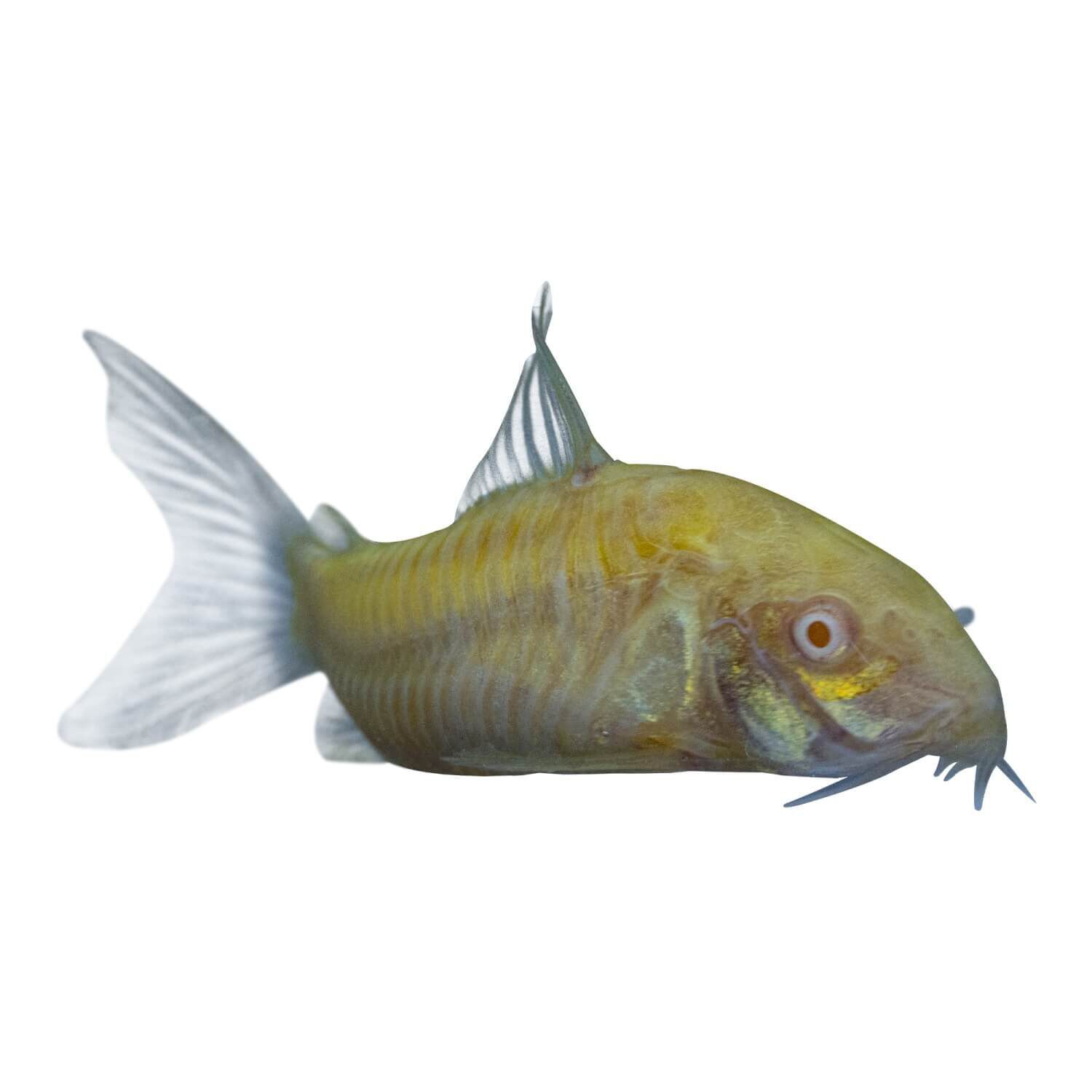 Assorted Glofish&reg; Corydoras Catfish