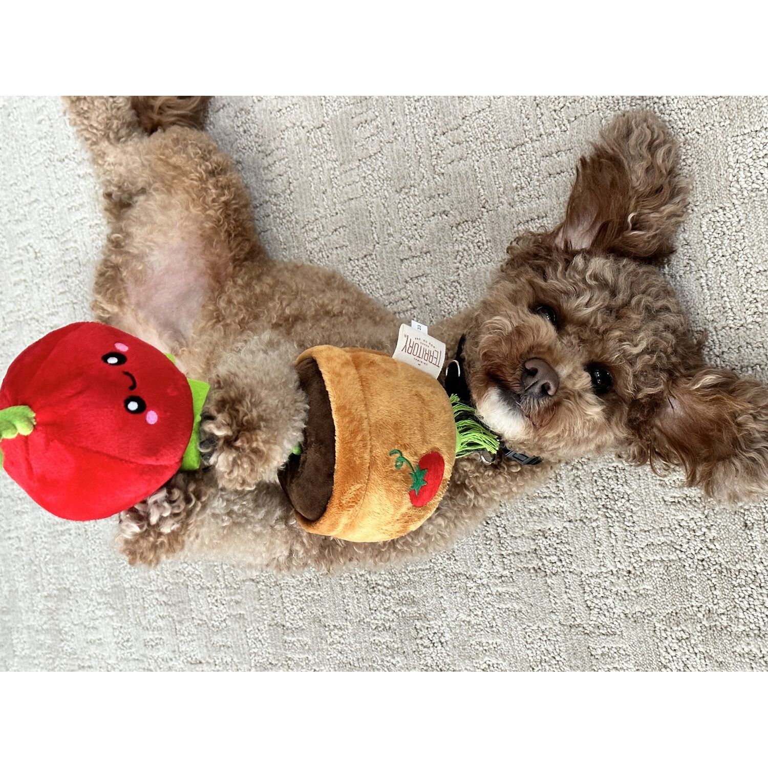 Territory Tomato Treat-And-Tug Dog Toy, 15"