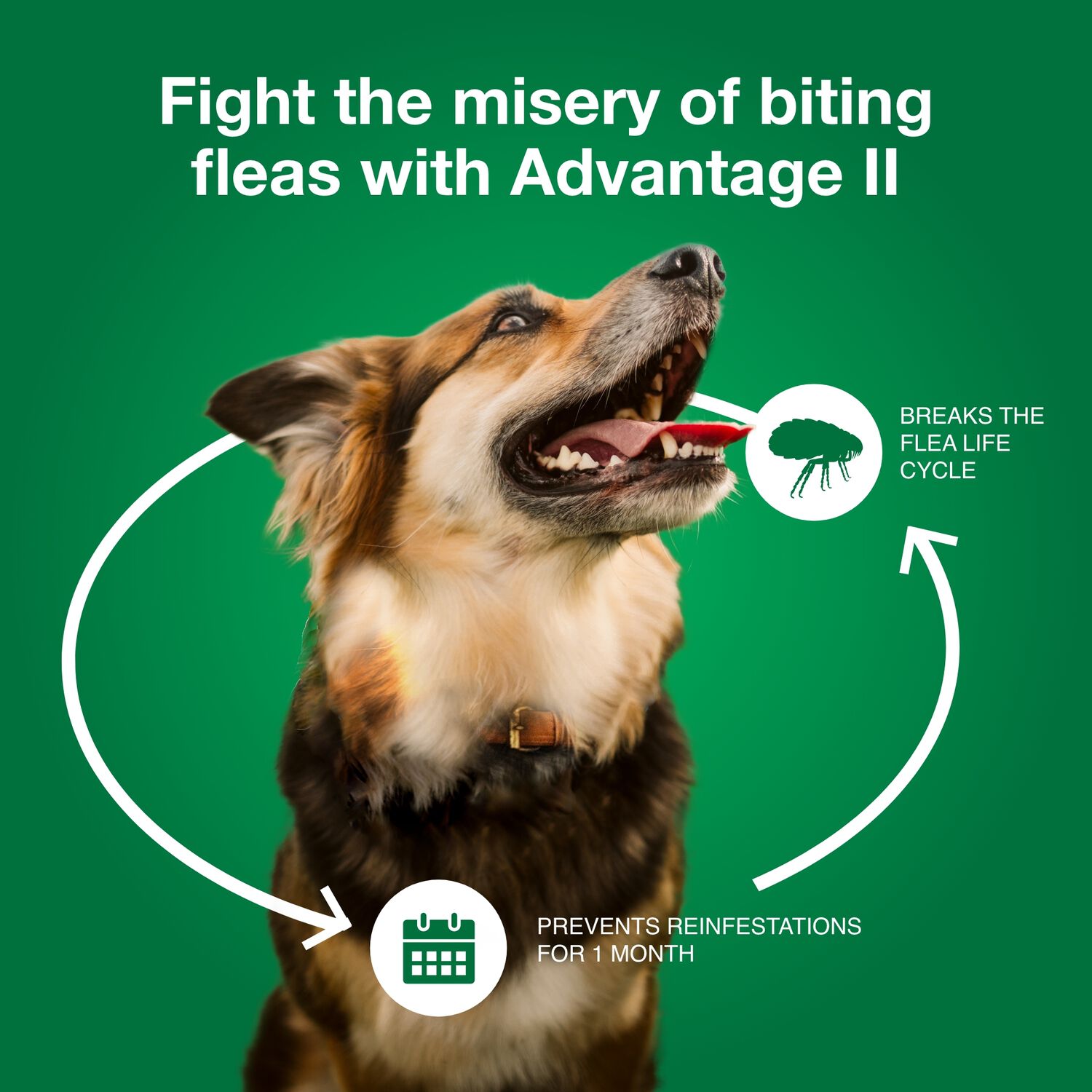 Advantage Ii Flea Treatment For Small Dogs, 3-10-Lbs, 6-Pack = 6 Months Of Protection