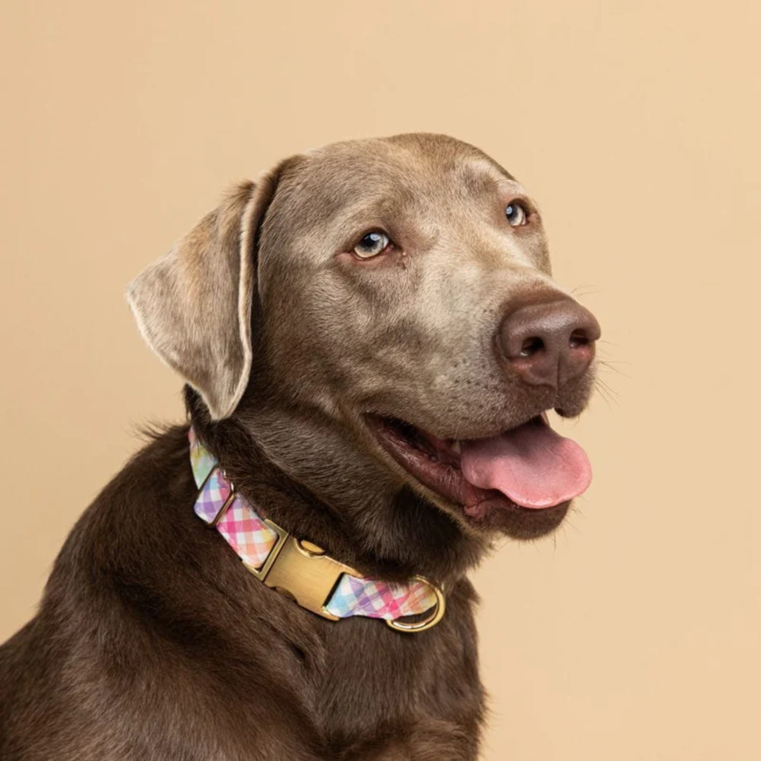 Pink Papyrus Minka Plaid  With Gold Buckle Adjustable Dog Collar, Pastel Colors, Large 18-28"
