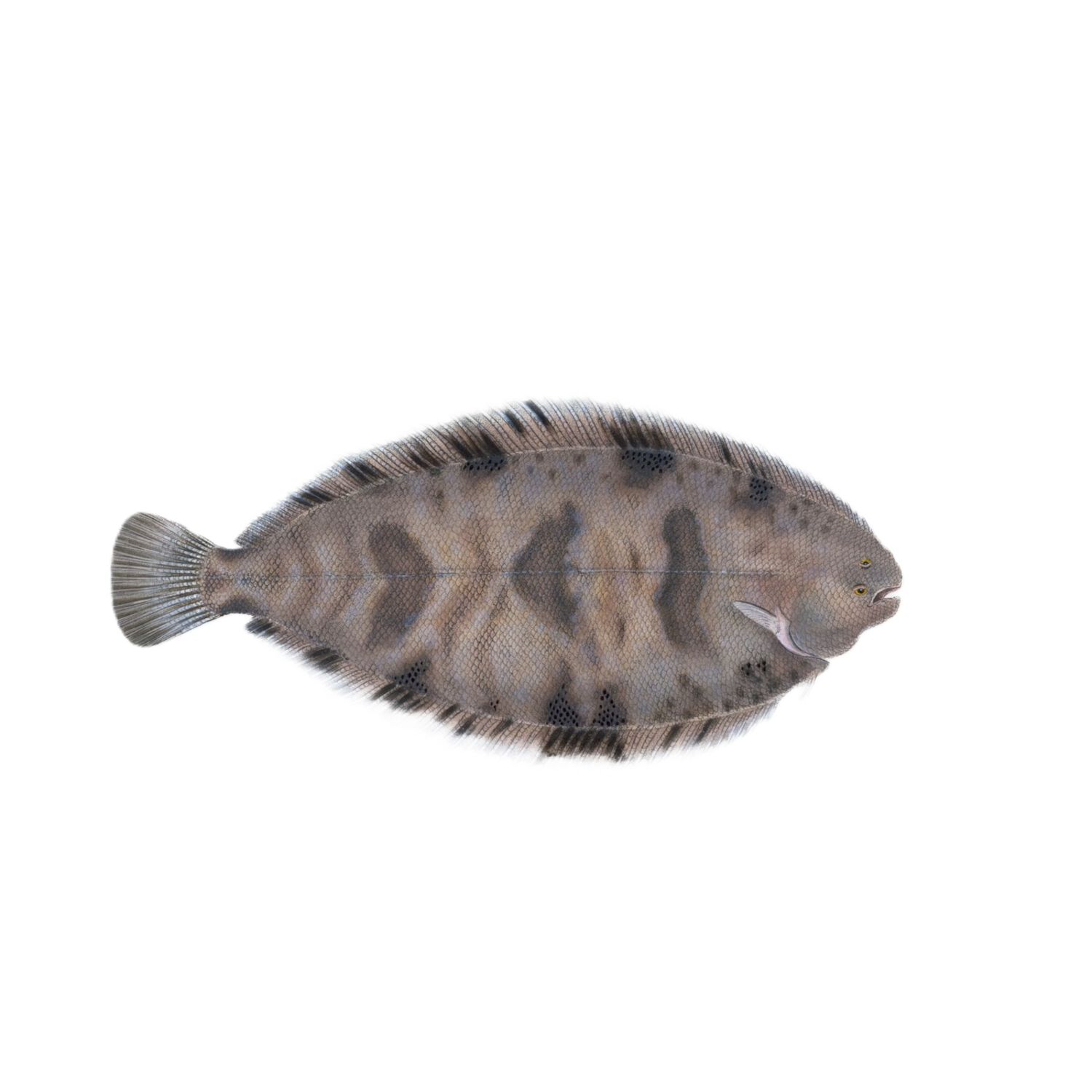 Freshwater Flounder - Regular