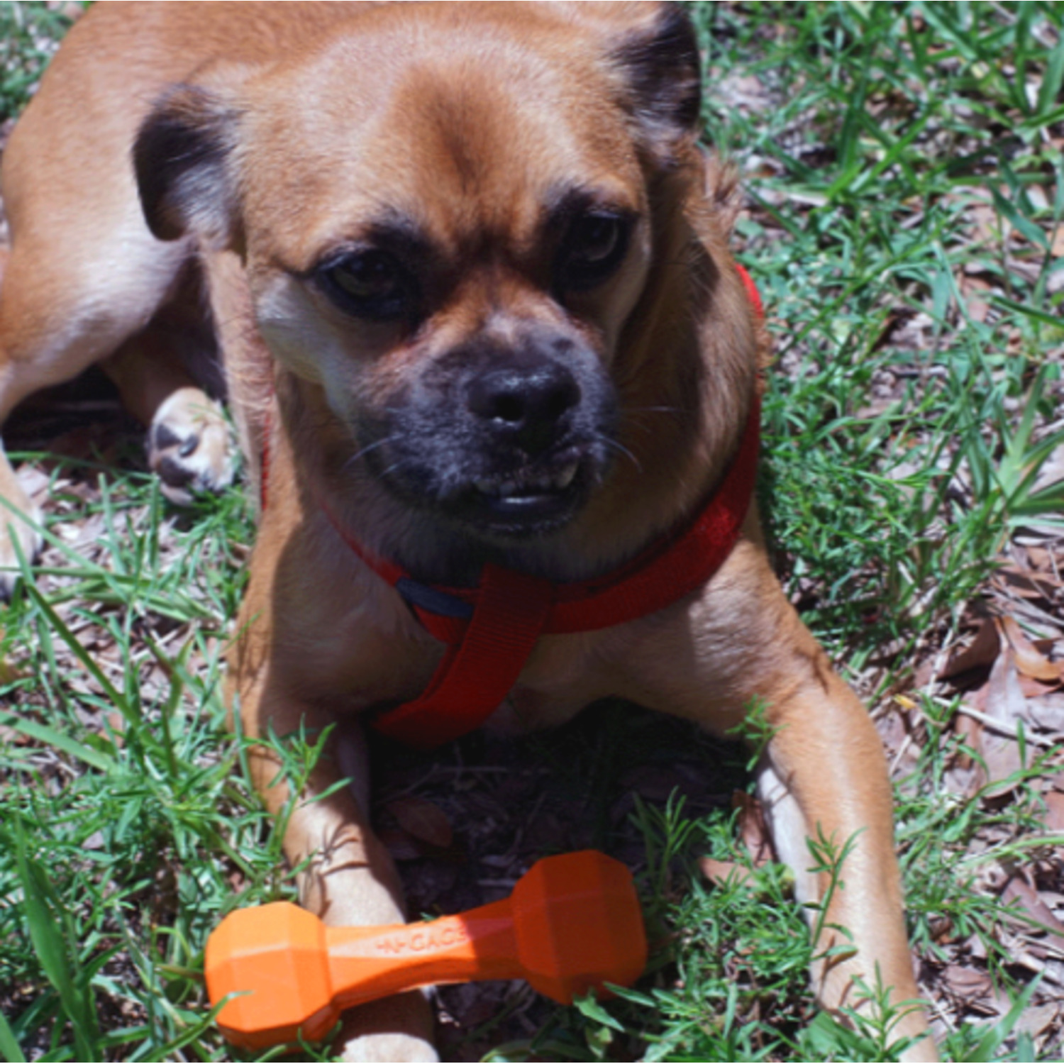 N-Gage Dumbbell Junior Orange Dog Chew Toy, 5In