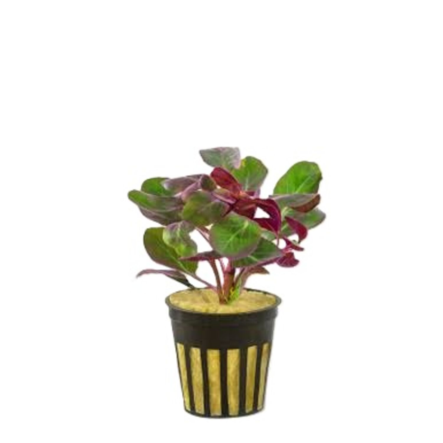 Cardinal Plant On Wood