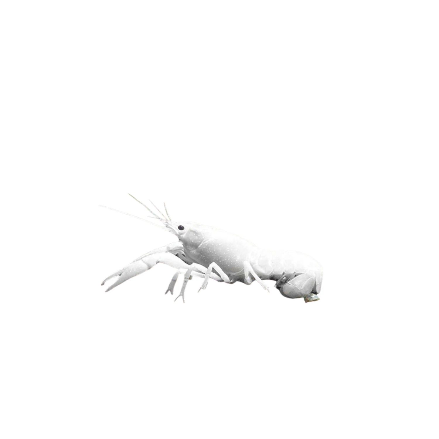 Snow White Lobster - Regular