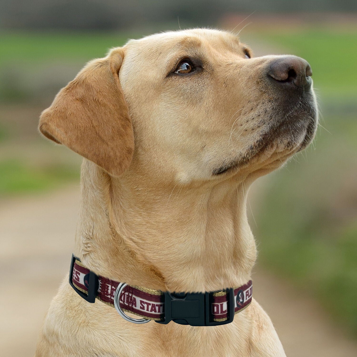 Pets First Ncaa Licensed Florida State University Seminoles Satin Dog Collar, Large