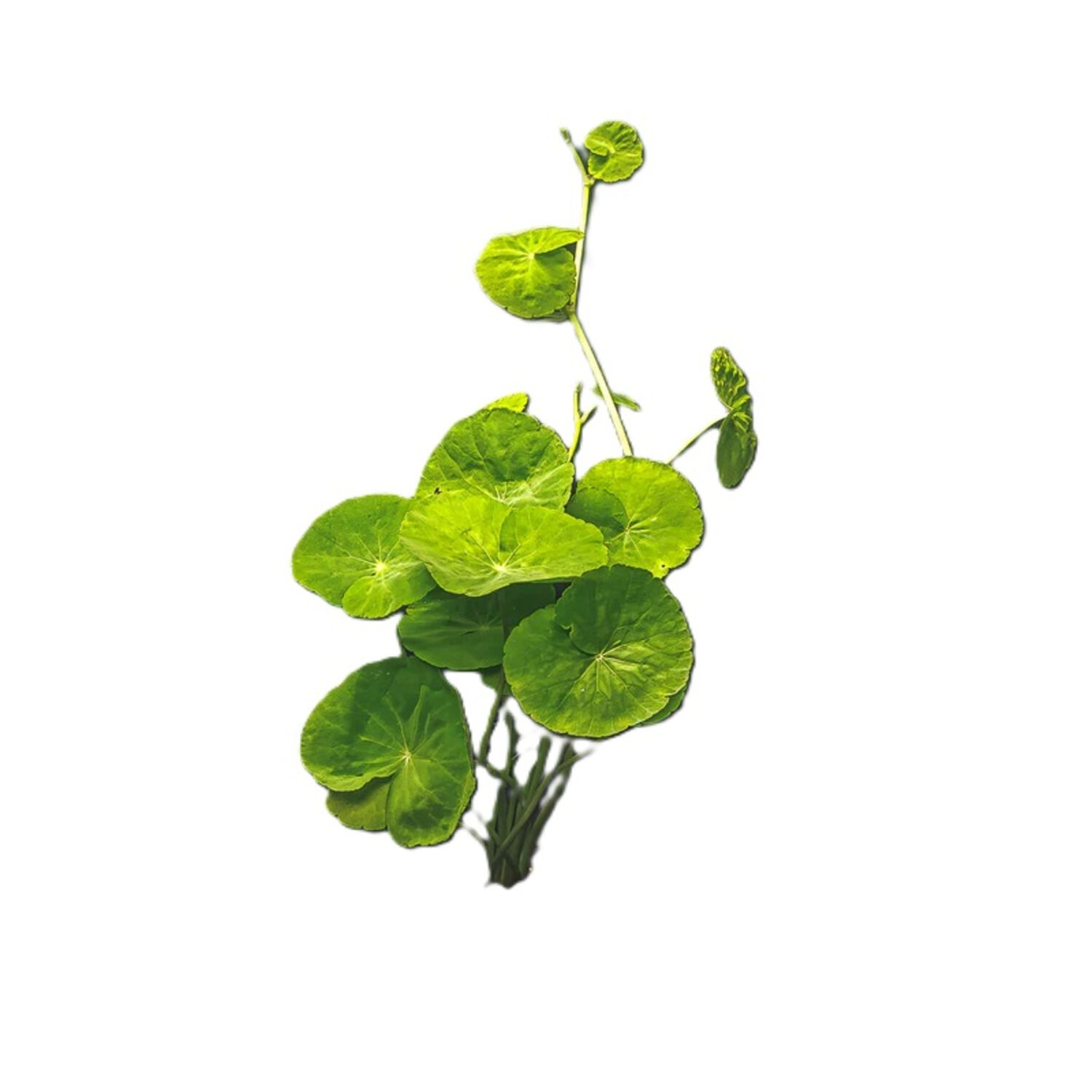 Pennywort