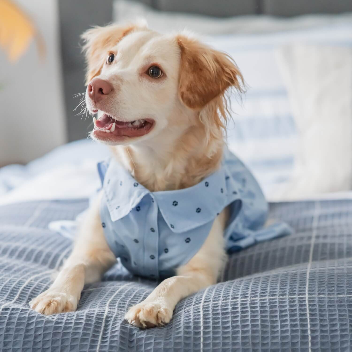 Gap Home Dog Cat Clothes Chambray Paw Print Gap Dog Dress Blue S Each