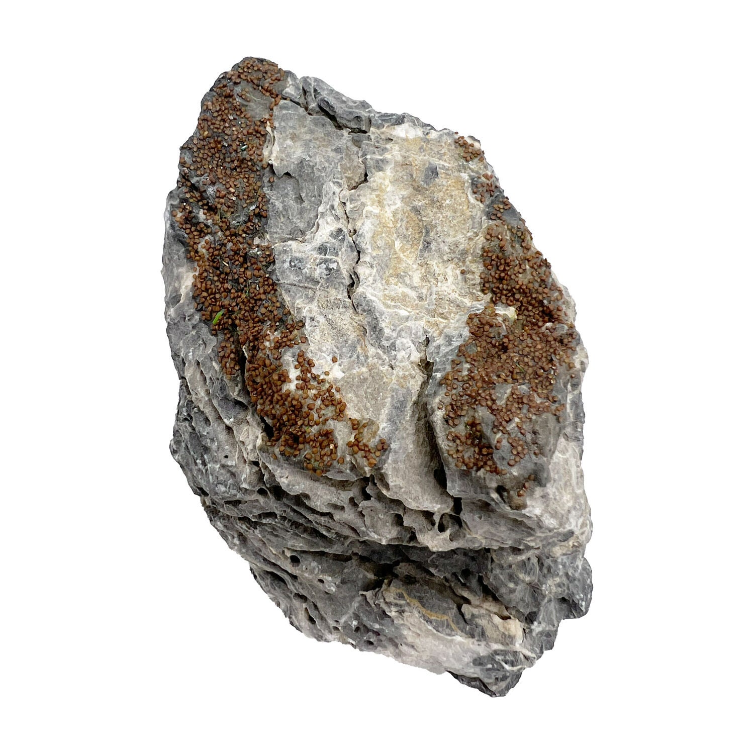 Penn-Plax Tide & Treasure Seiryu Stone Natural Aquarium Decor