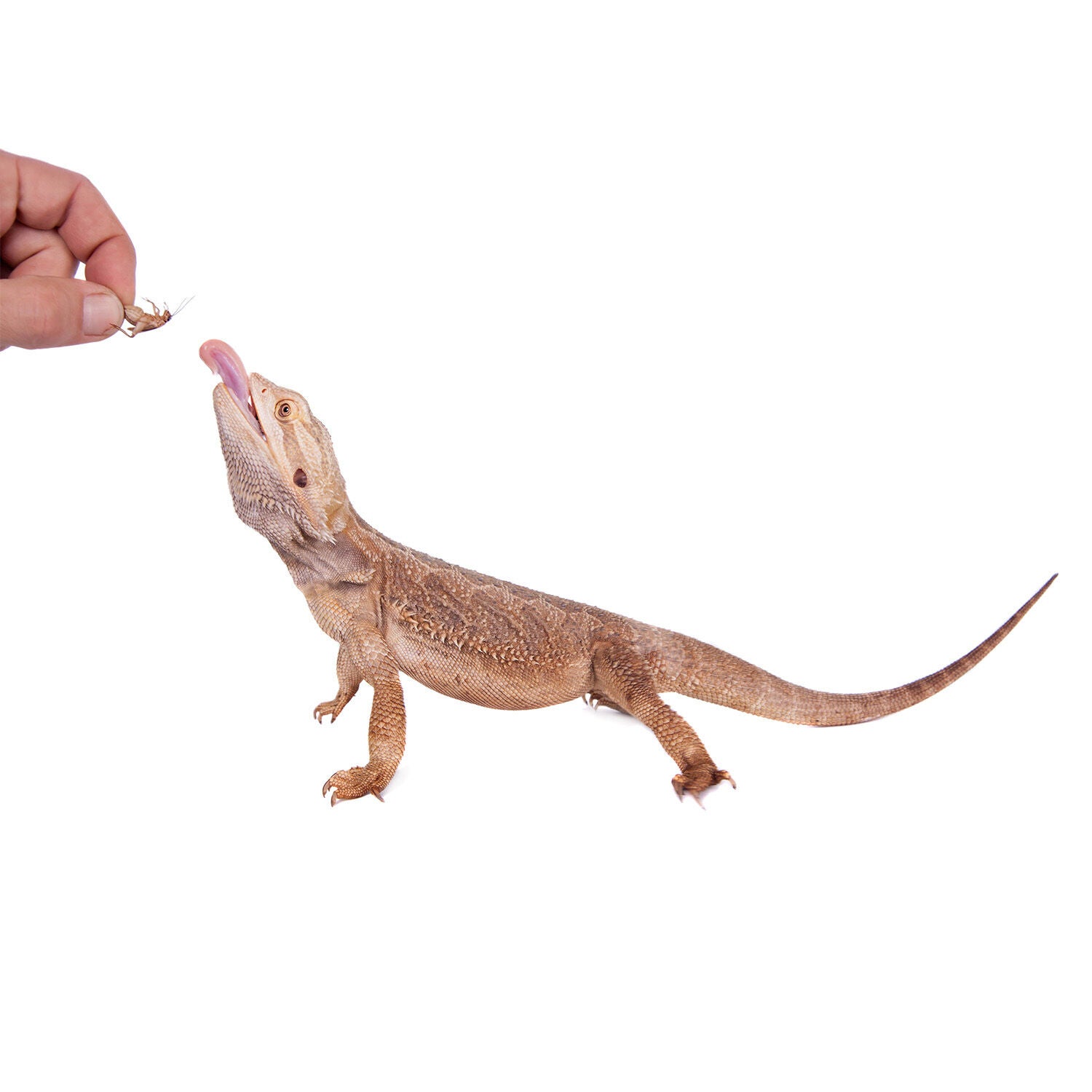 Live crickets for reptiles near me shop