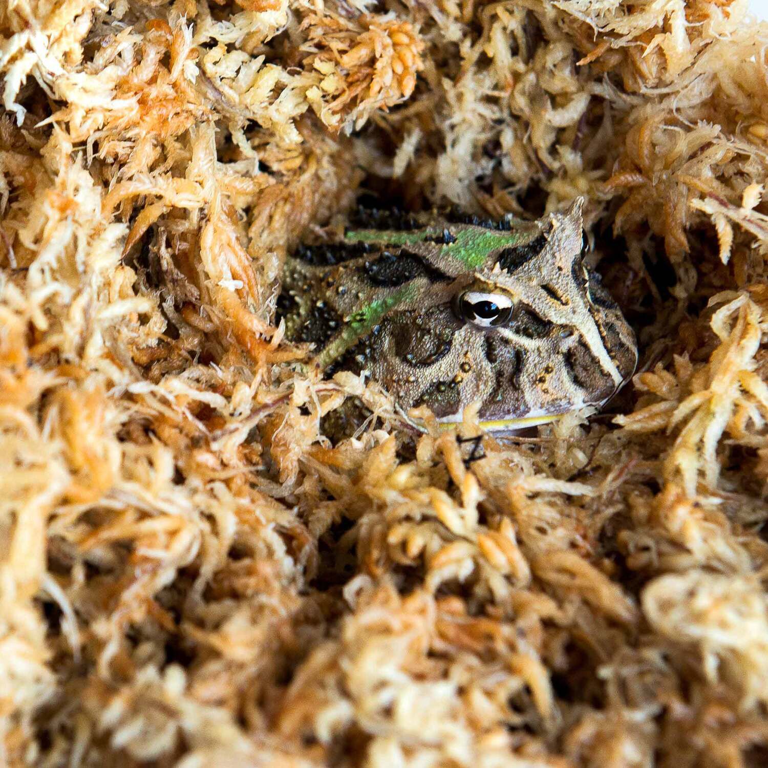 Gal&aacute;pagos Terrarium Sphagnum Moss Terrarium Substrate, Golden, 150In 3 Header Bag