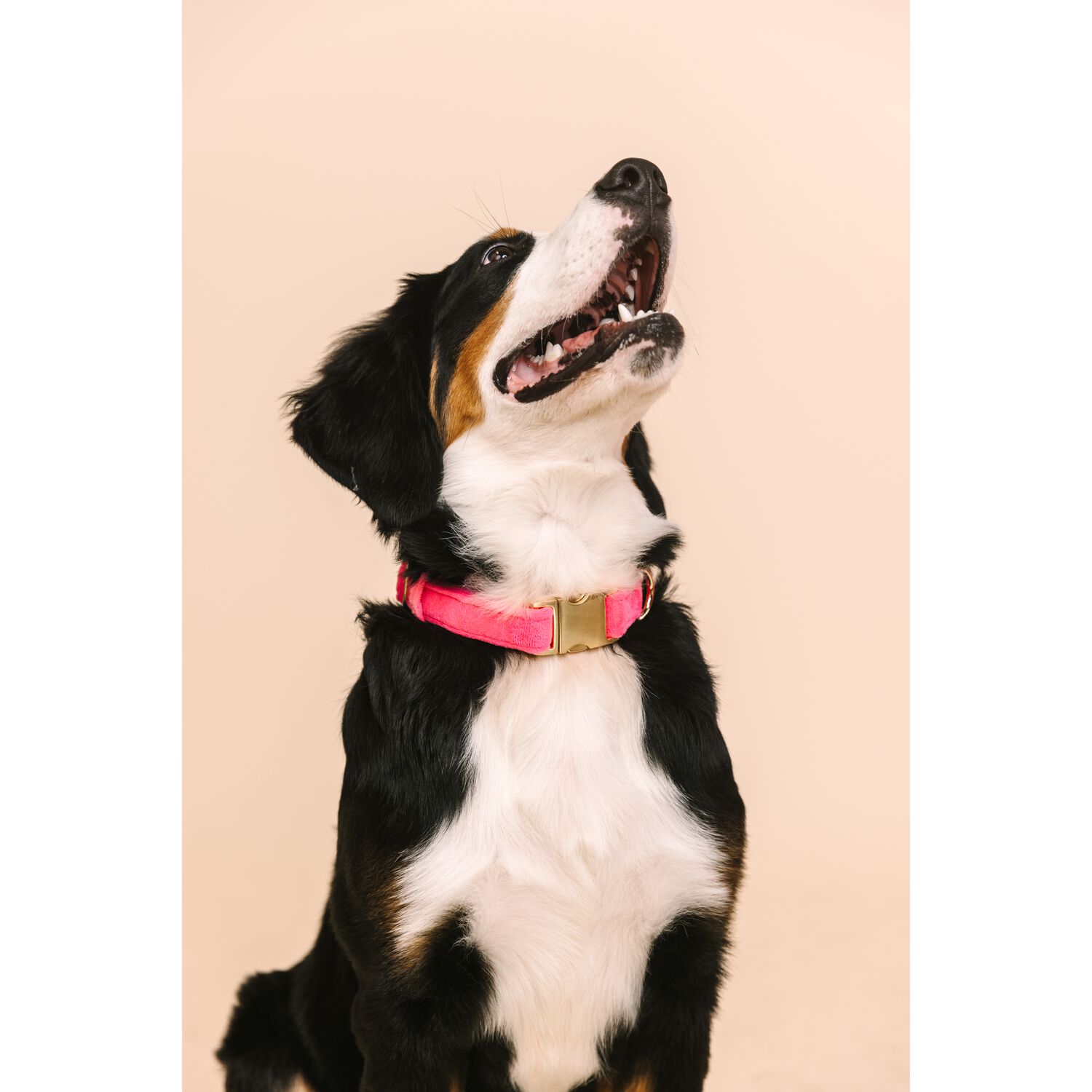 Pink Papyrus Valentina Velvet With Gold Buckle Adjustable Dog Collar, Pink, Large 18-28"