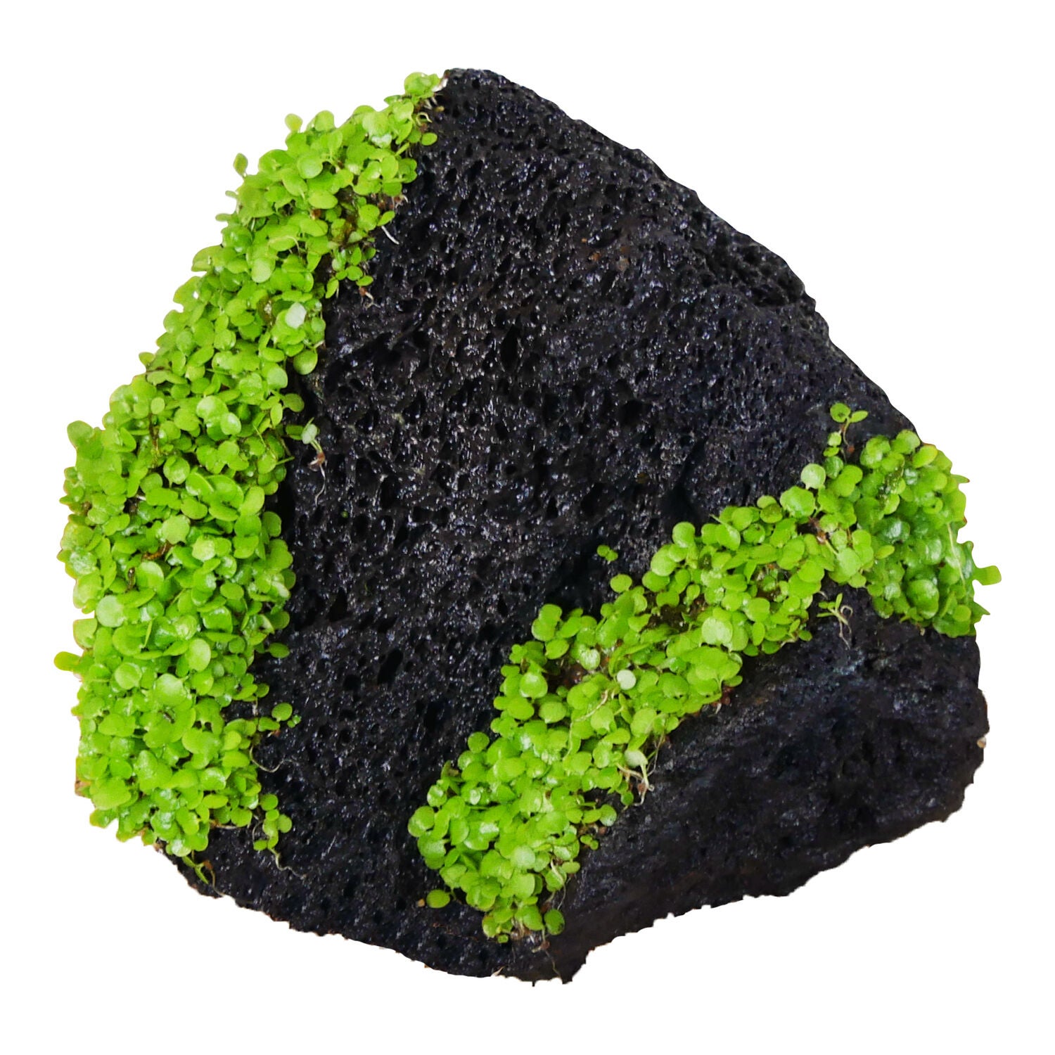 Penn-Plax Black Tide & Treasure Lava Rock Aquarium Decor