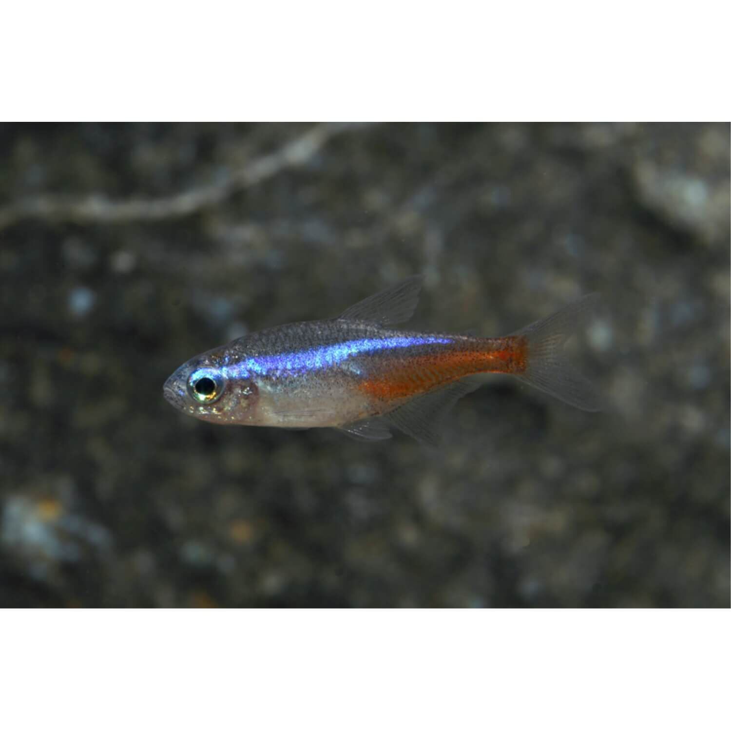 Pet Fish For Sale Cichlids Bettas Goldfish Pet Supermarket