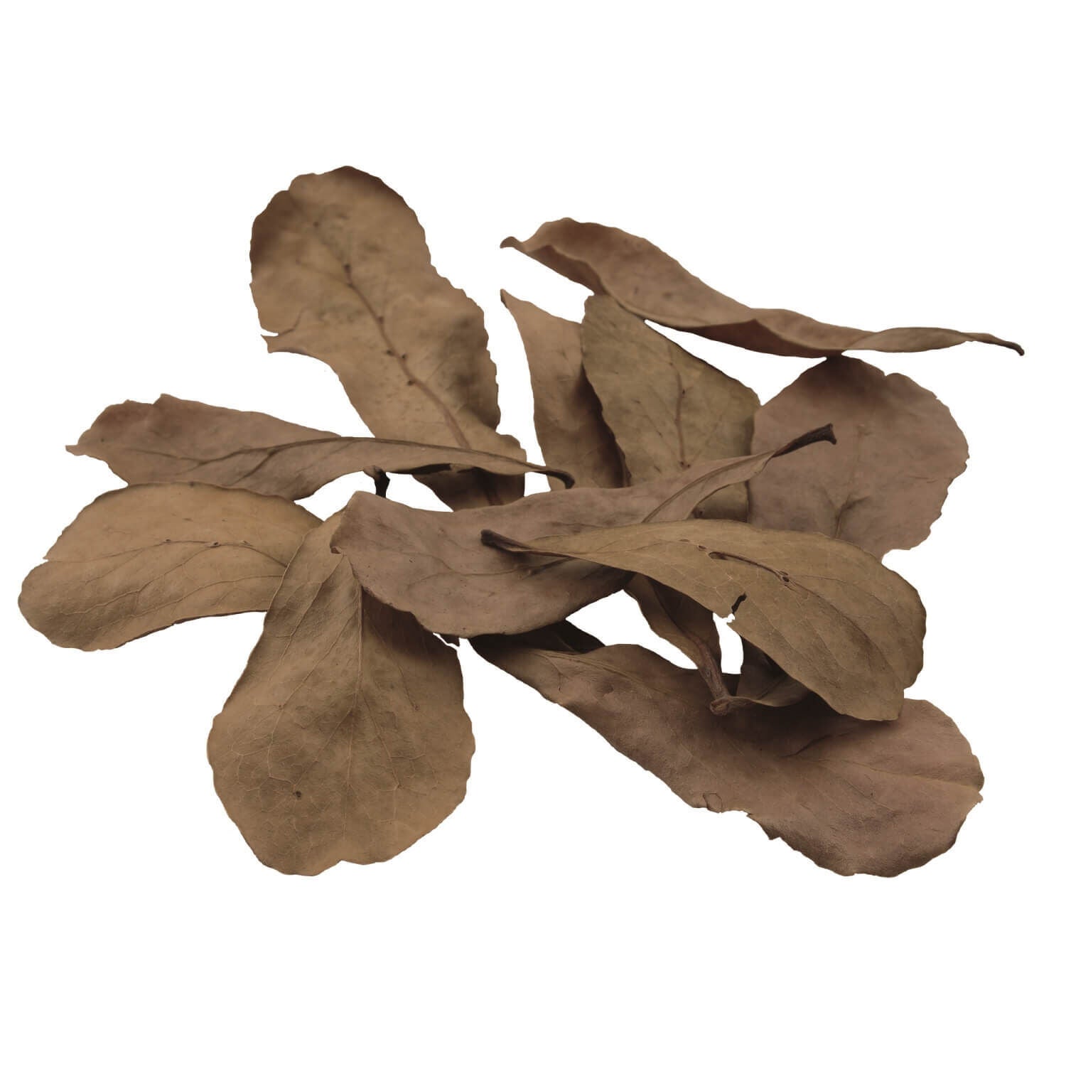 Fluval Betta Tropical Almond Leaves - 10 Pack