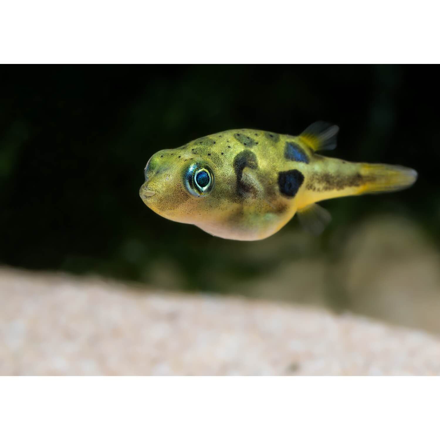 Dwarf Freshwater Bb Puffer Regular