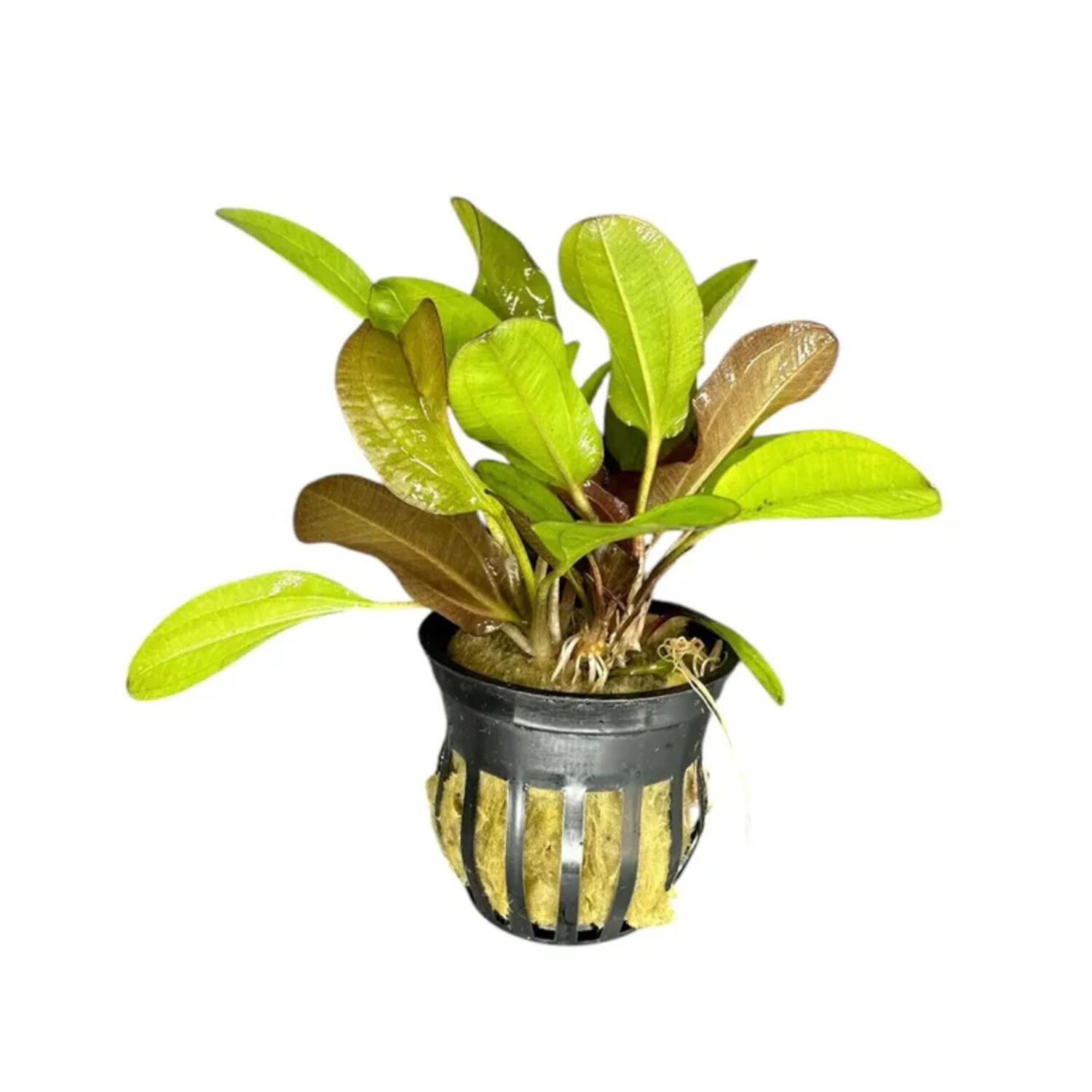 Kleiner Bared Potted