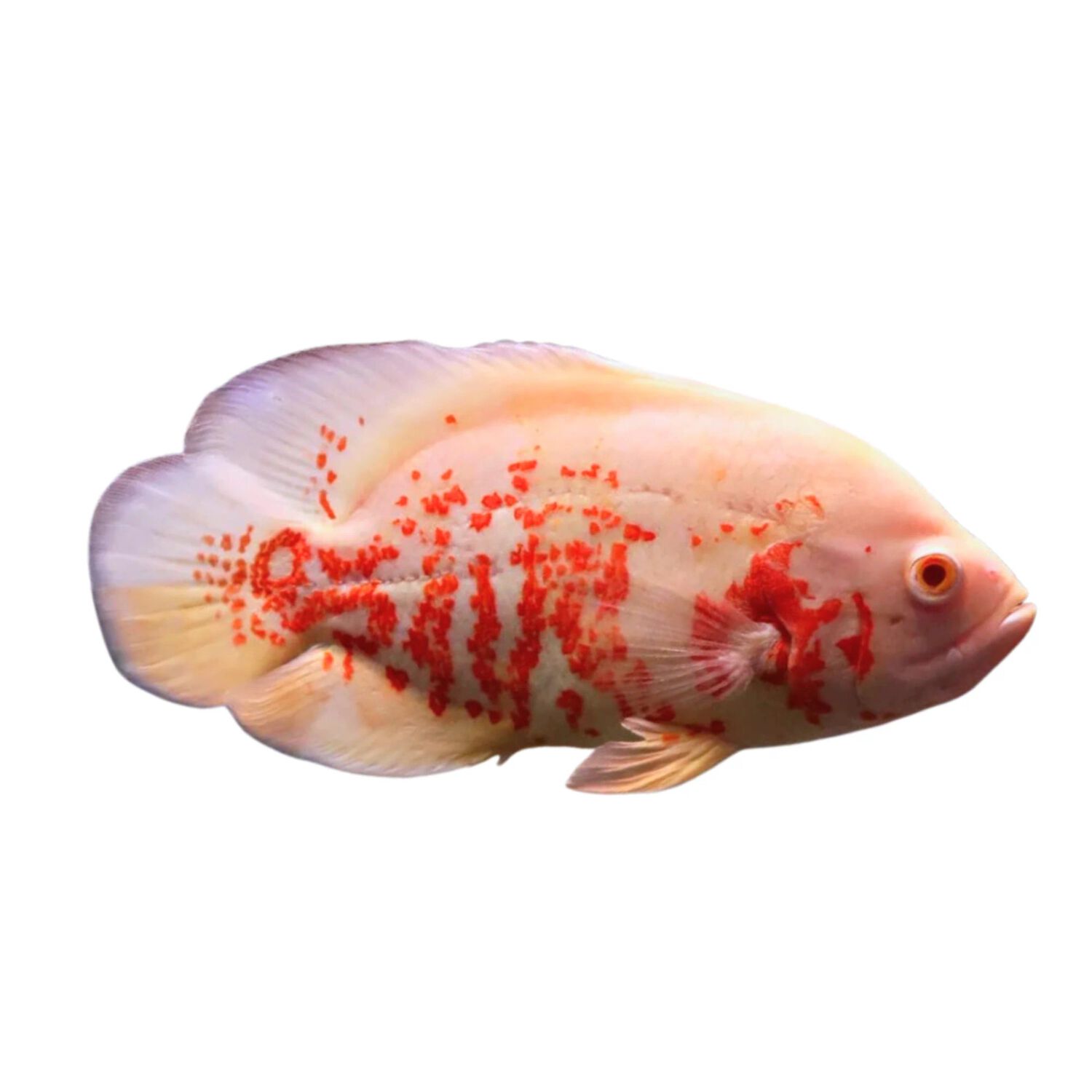 Albino Tiger Oscar - Regular