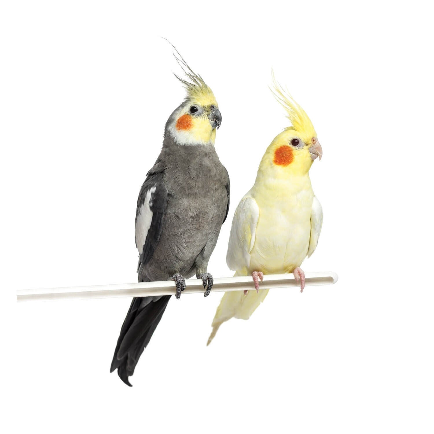 Cockatiel Hand Fed