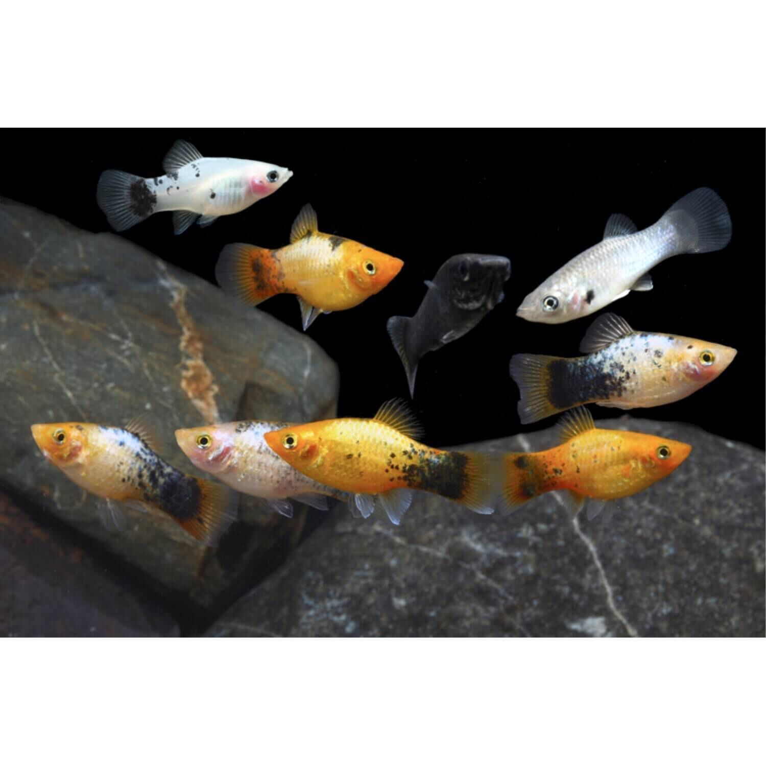 Assorted Platy Medium