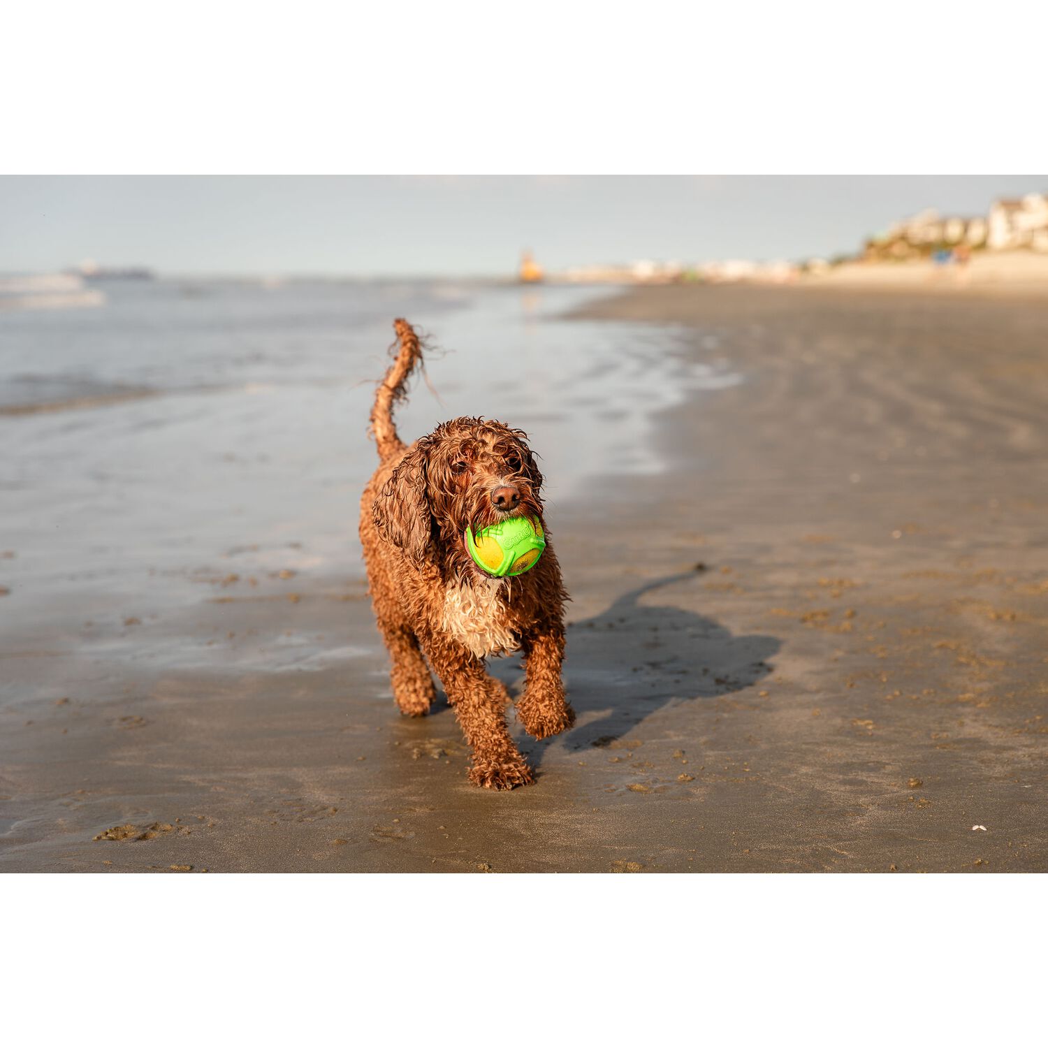 Guru Tennis Max Ball Dog Toy, Large