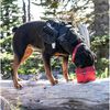 Kurgo Zippy Collapsible Travel Dog Bowls