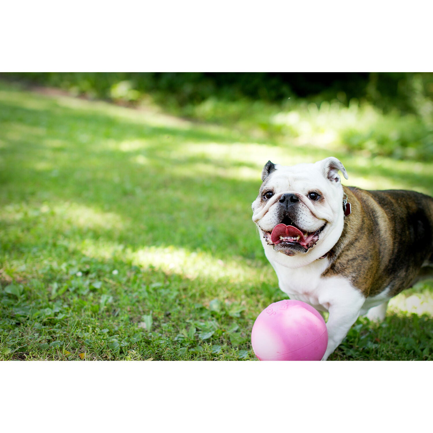 Jolly Pets Bounce-N-Play Ball Scented Dog Toy, Bubblegum, Small - 4.5"