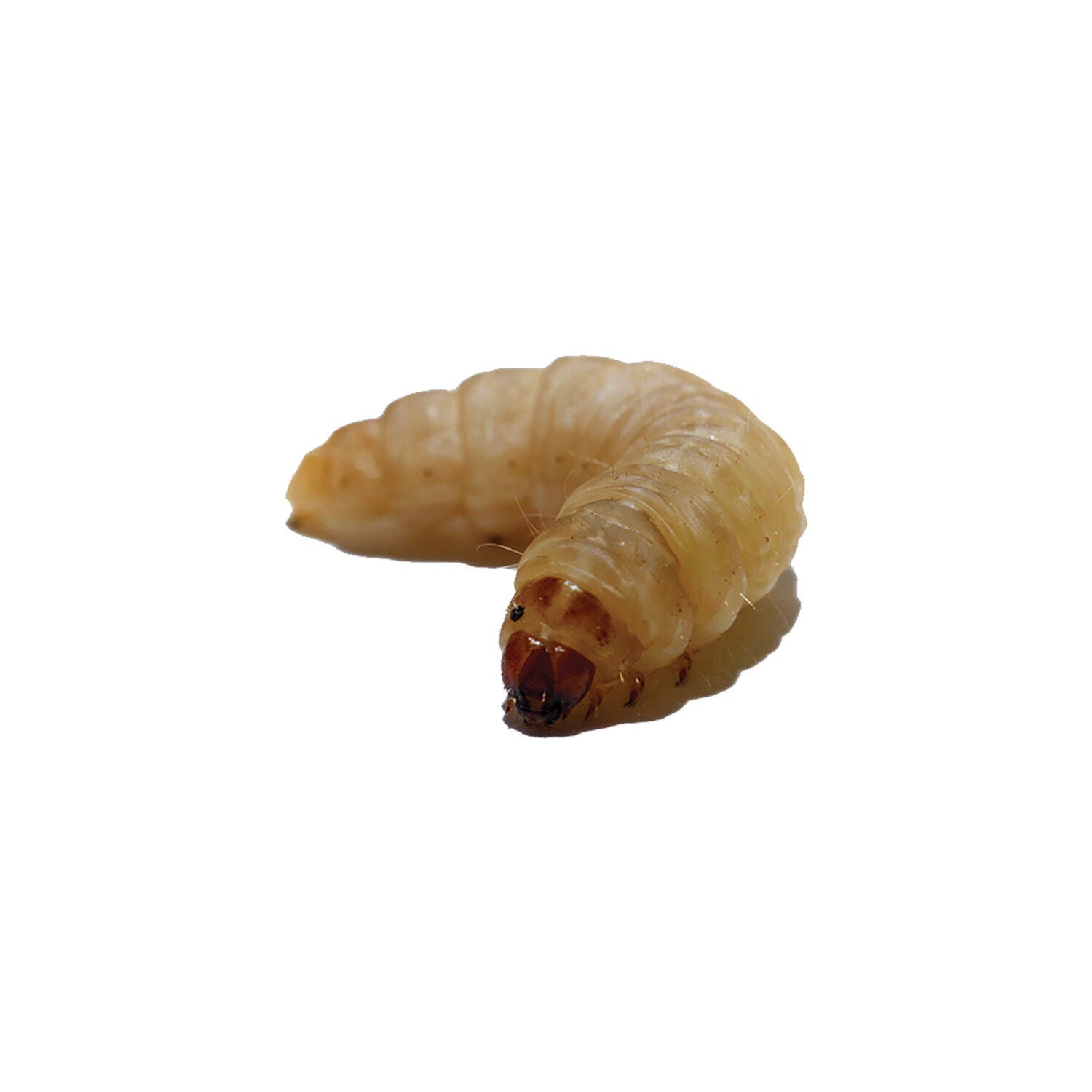 Live Waxworms