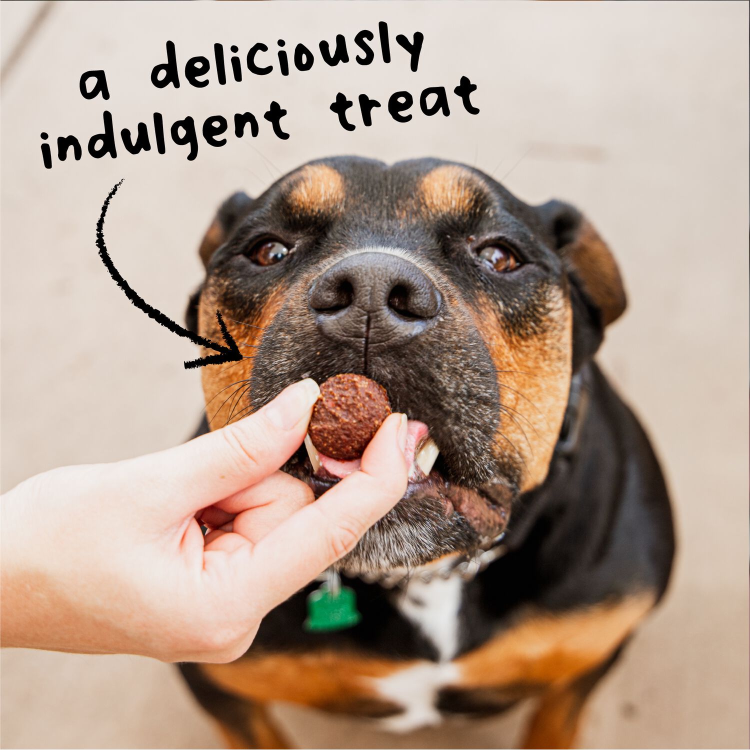 Wag More Bark Less Grain-Free Soft Meatball Bites Dog Treats, Lamb, 14-Oz