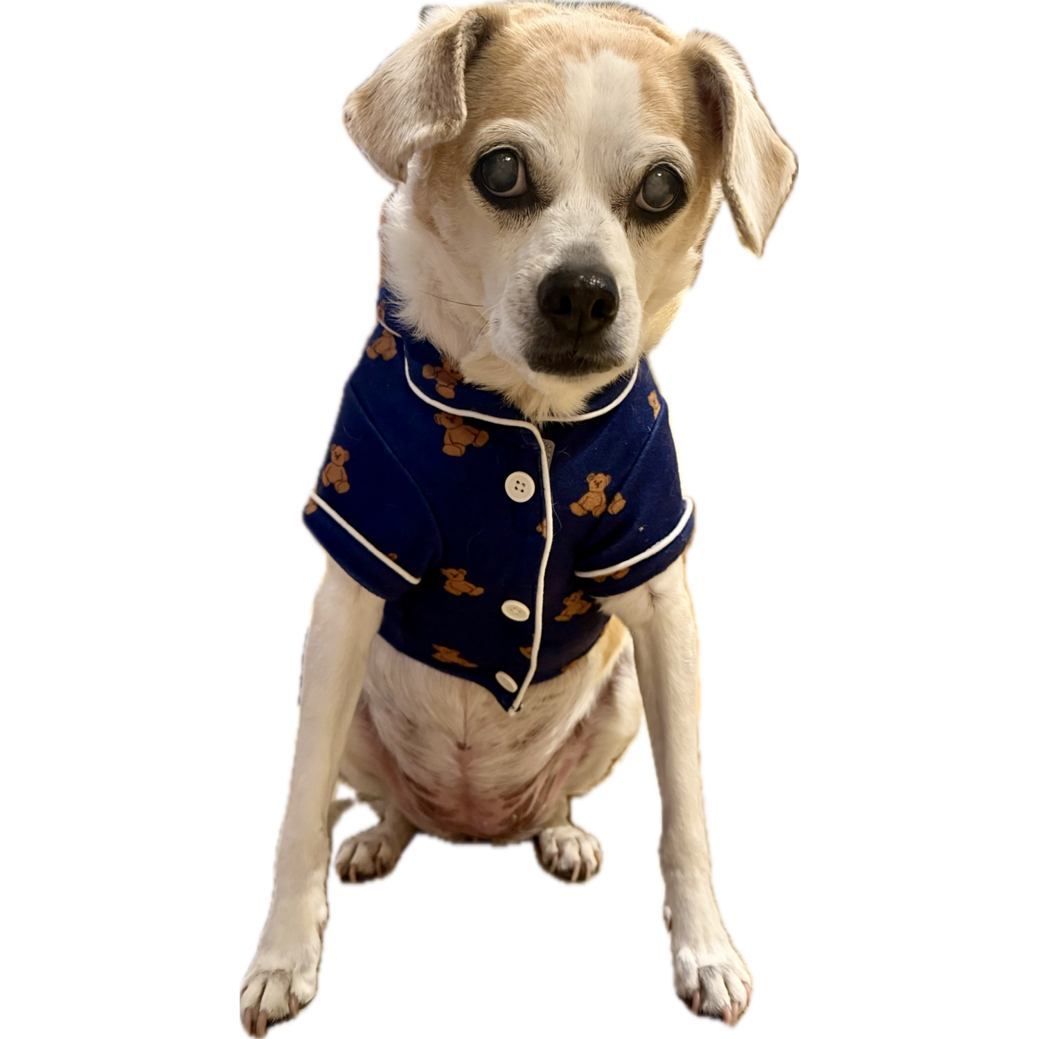 Aristopet Blue Teddy Bear Print Dog Pajamas, Extra Large