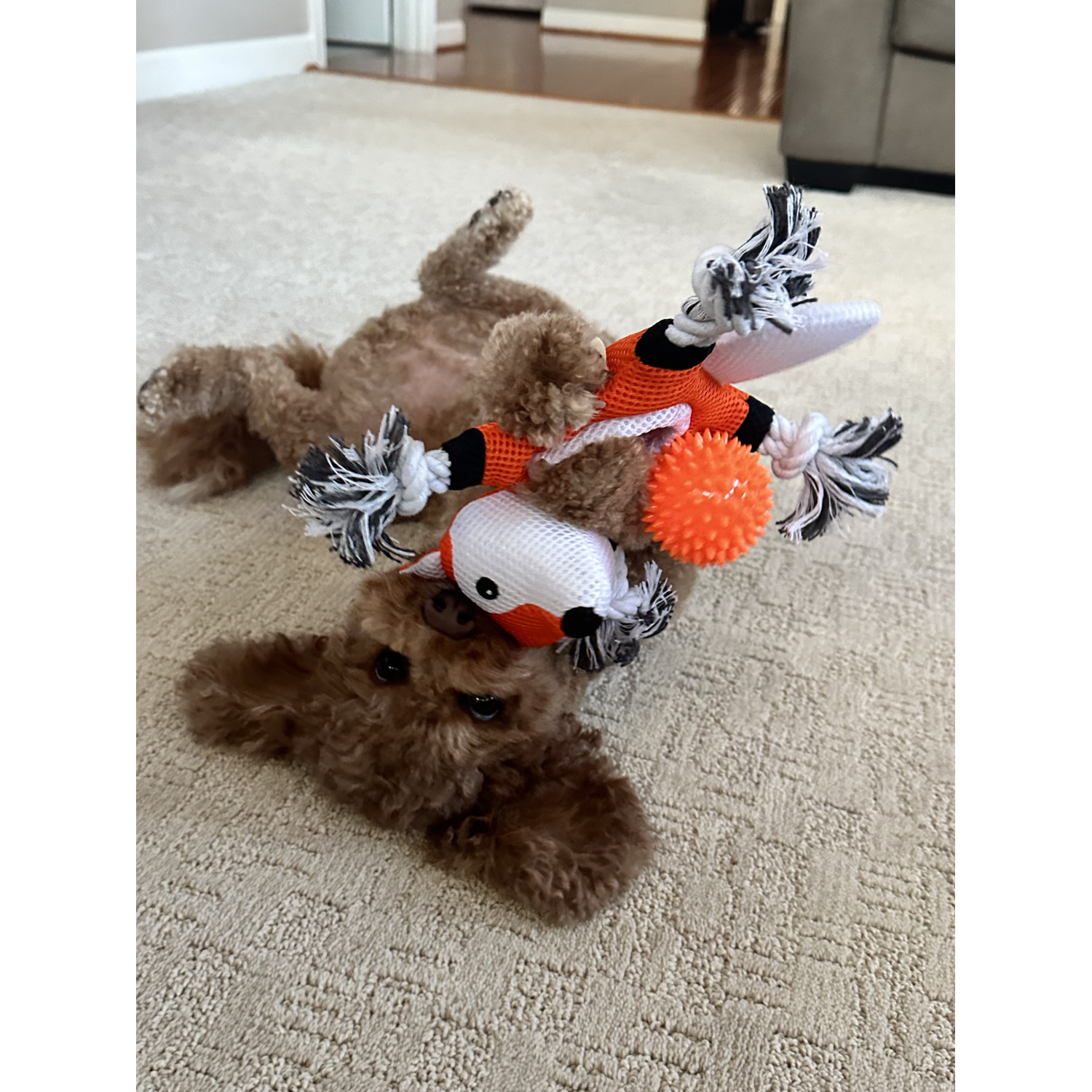 Territory Fox 2-In-1 Fetch Tug Dog Toy, 10"