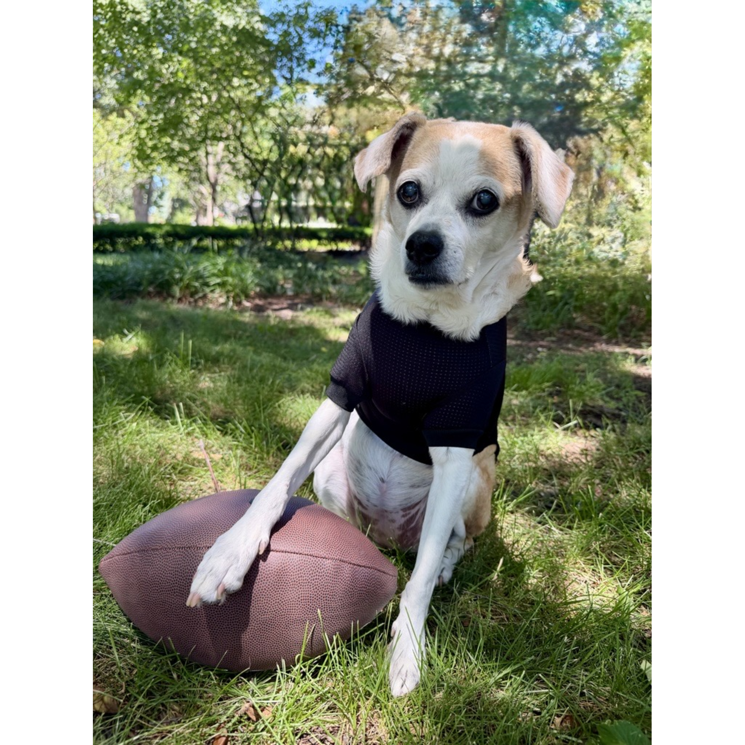 Aristopet Black Football Mesh Jersey Dog Shirt, Black, Large